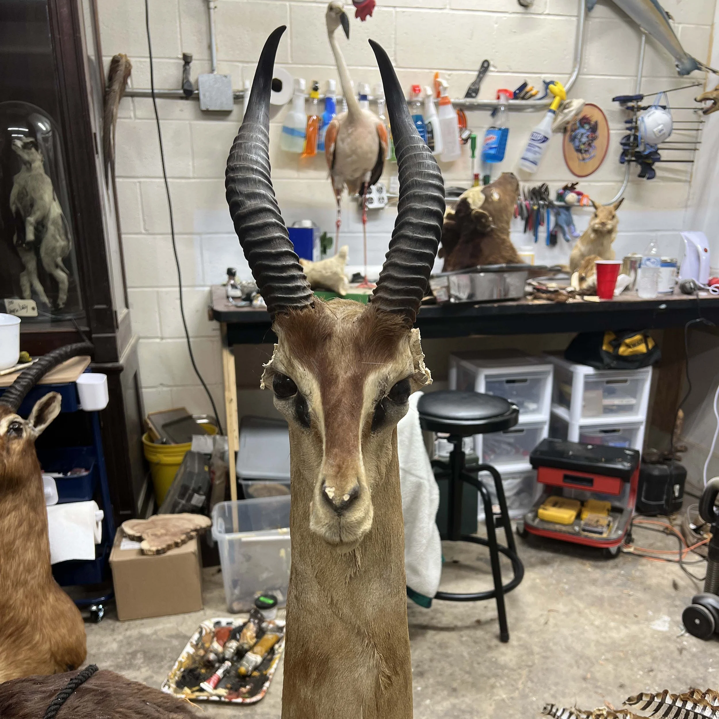 Taxidermy of an antelope with long, twisted horns in a workshop, with various tools and other mounted animals visible in the background.