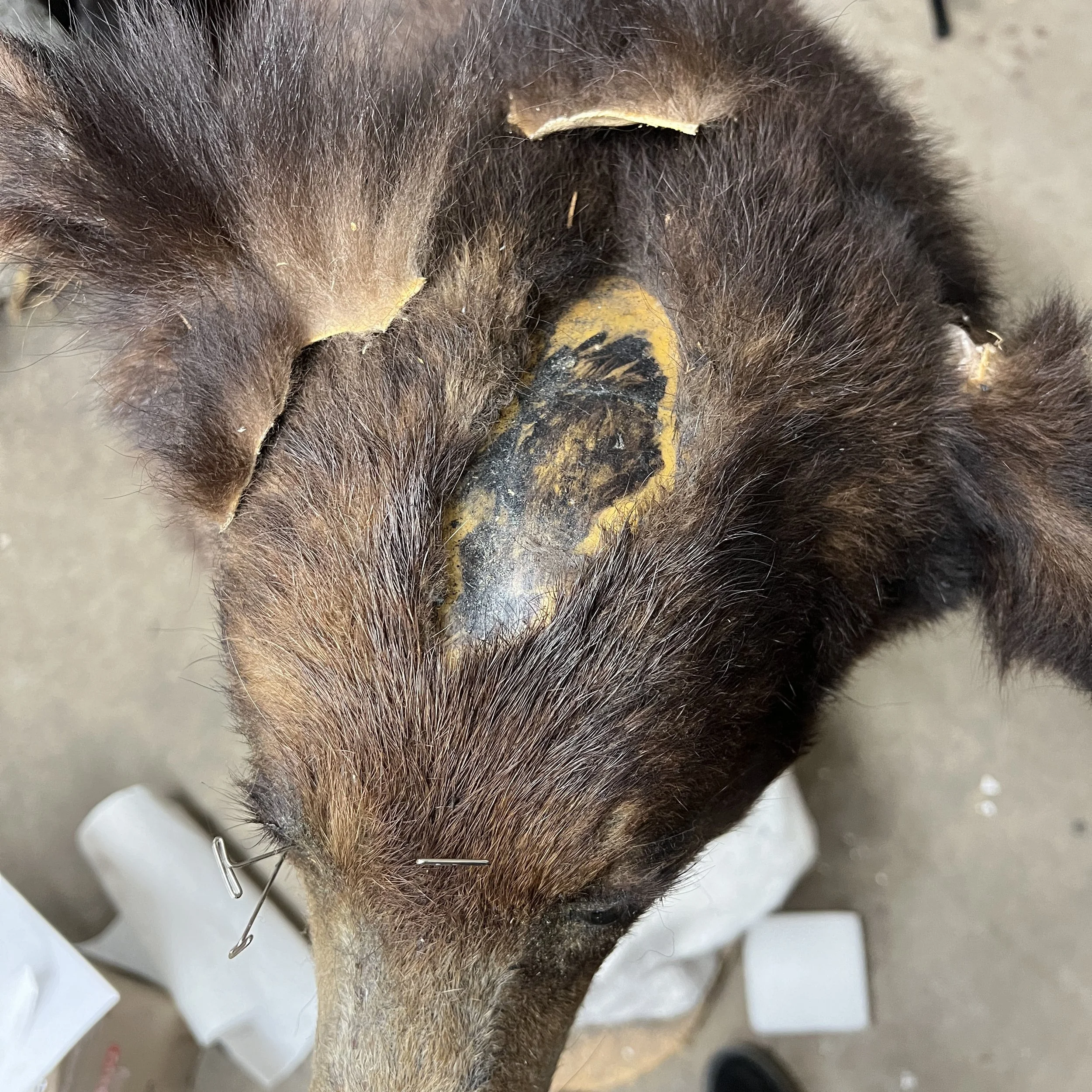 A close-up image of a dog's head with a large, black, and yellow wound or sore on the top of its head.