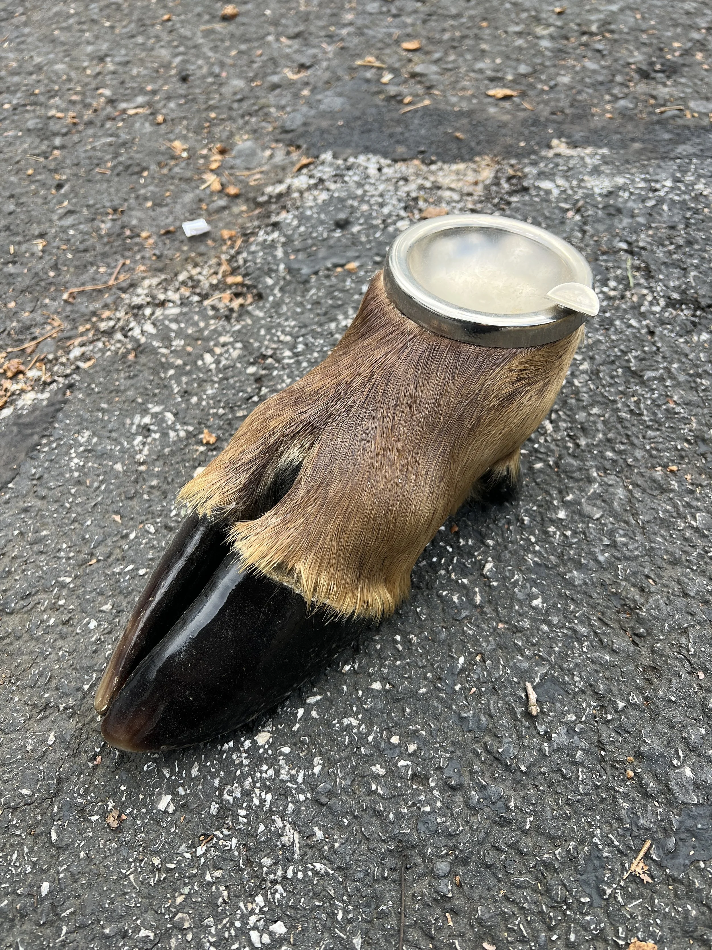 Stag hoof ash-tray FREE SHIPPING