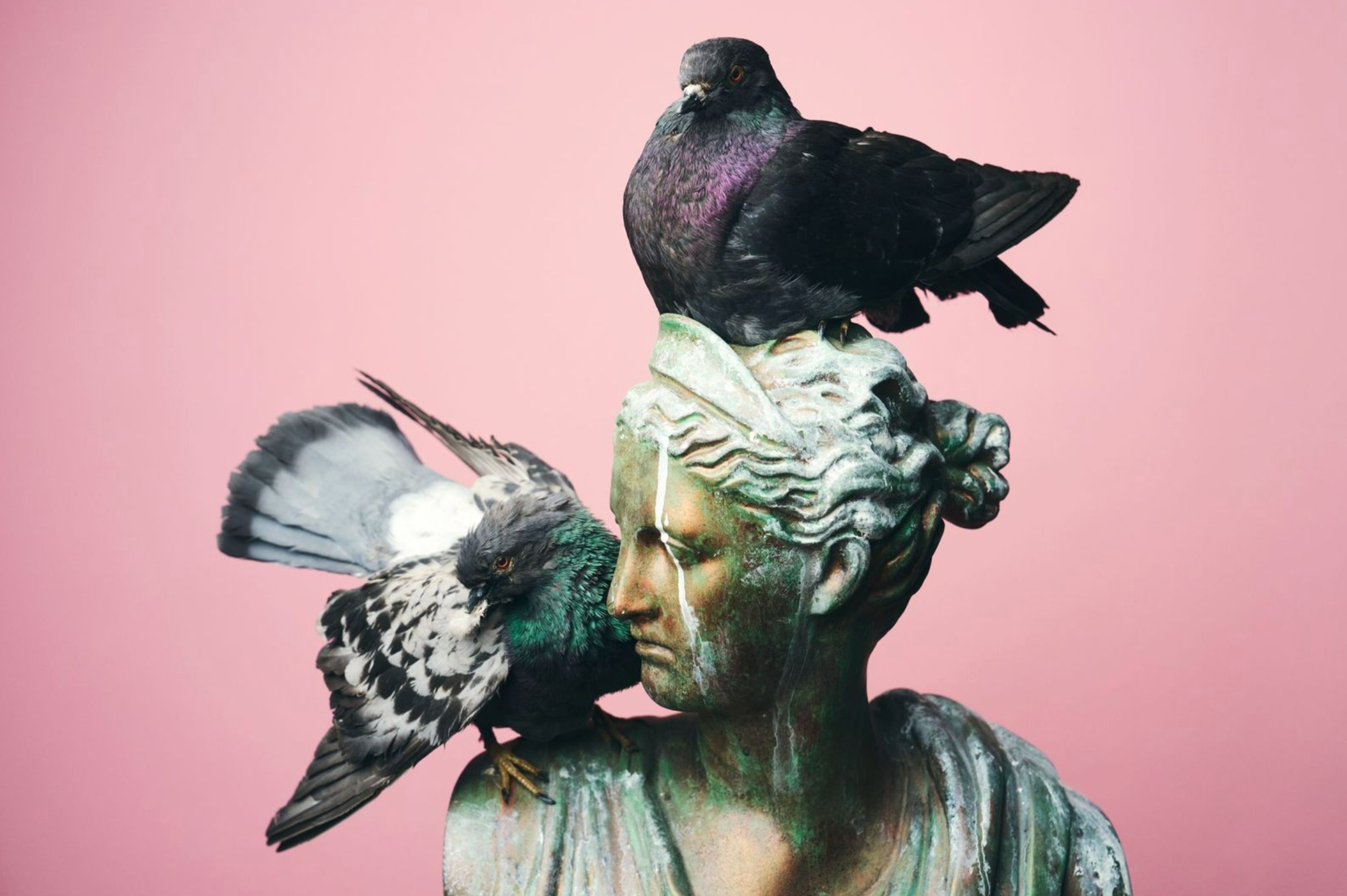 A sculpture of a person's head with two pigeons perched on it, one on the forehead and one on the shoulder, against a pink background.