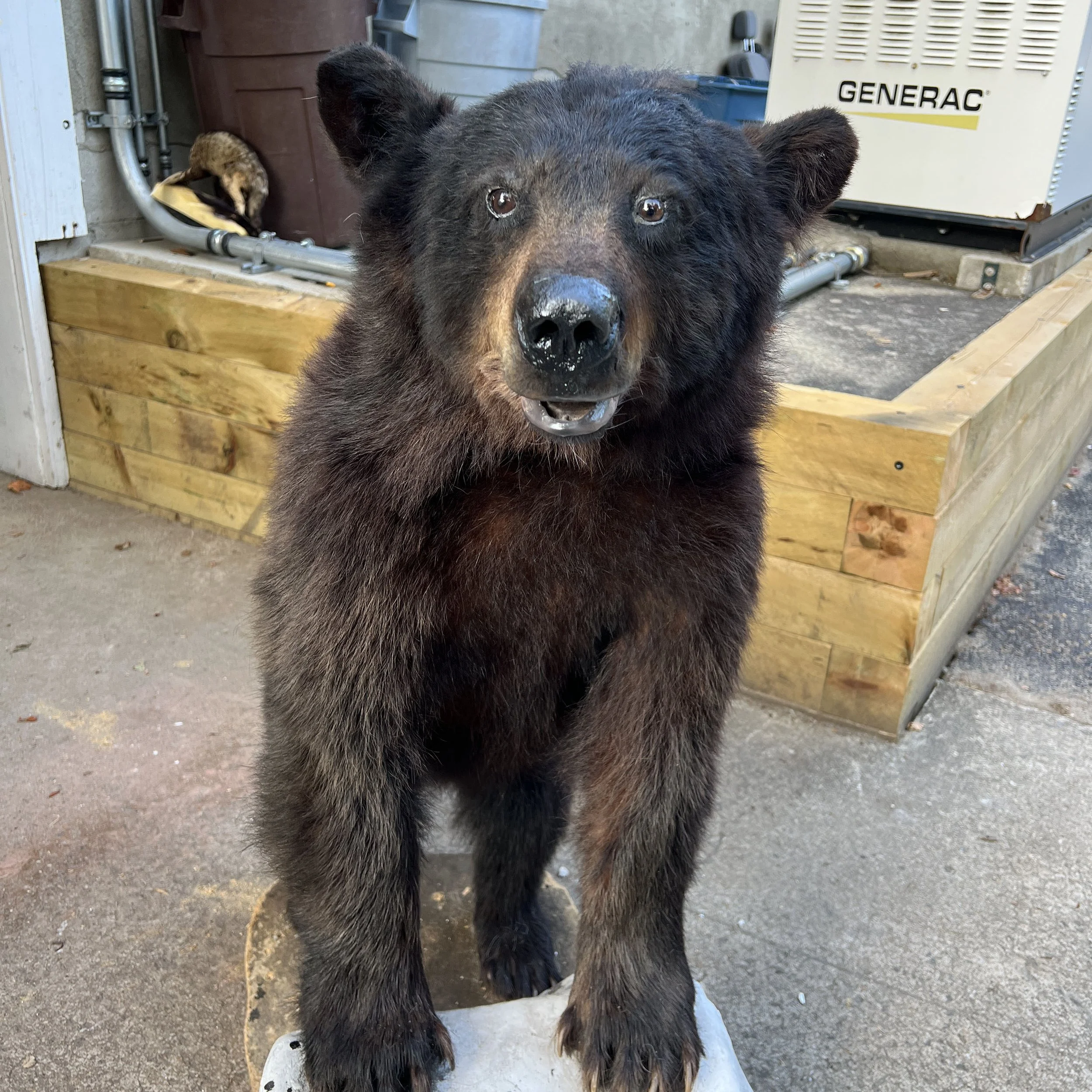 Young black bear standing outdoors near a wooden platform and a generator, looking at the camera.