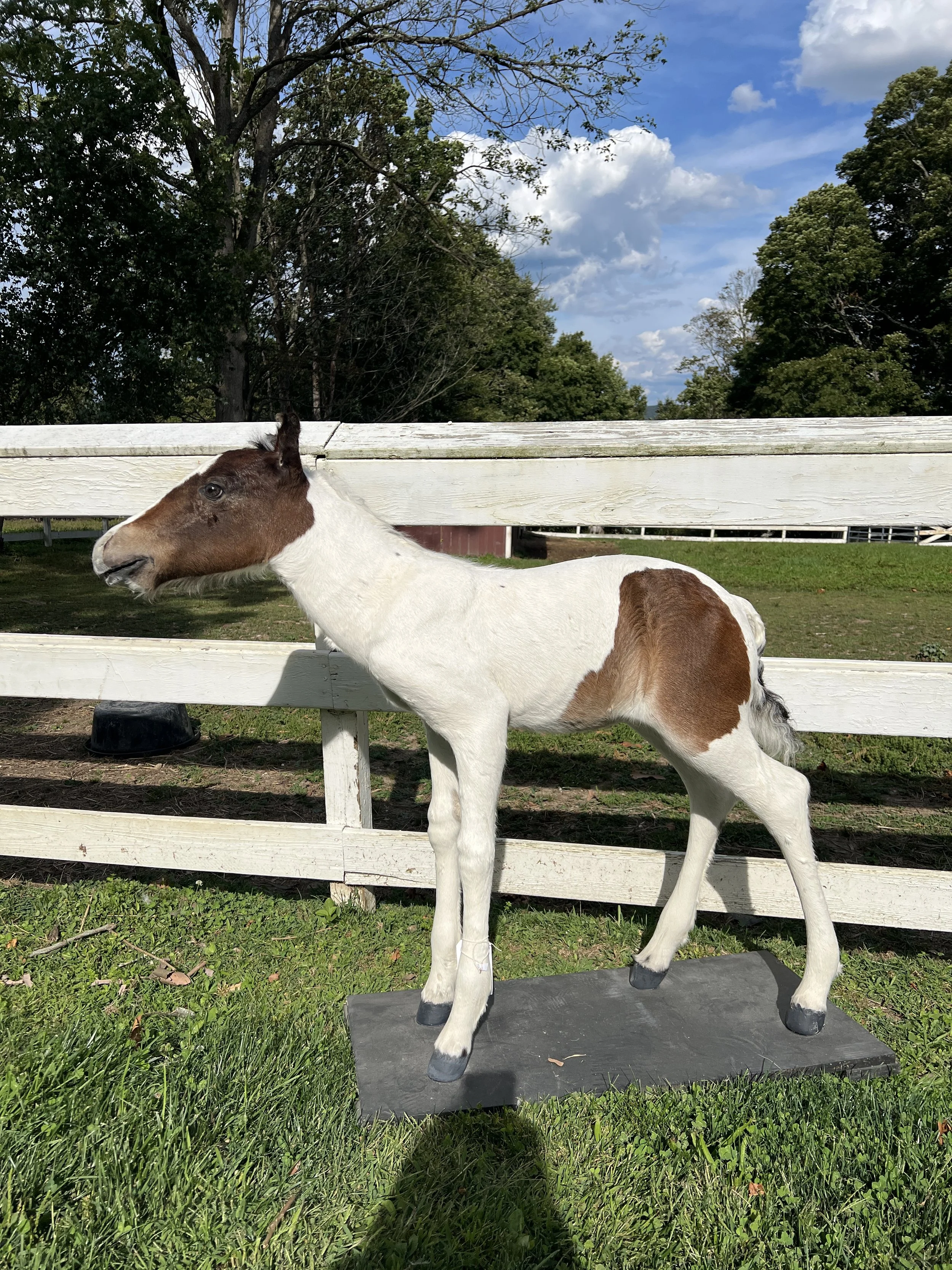 Brown and white paint foal