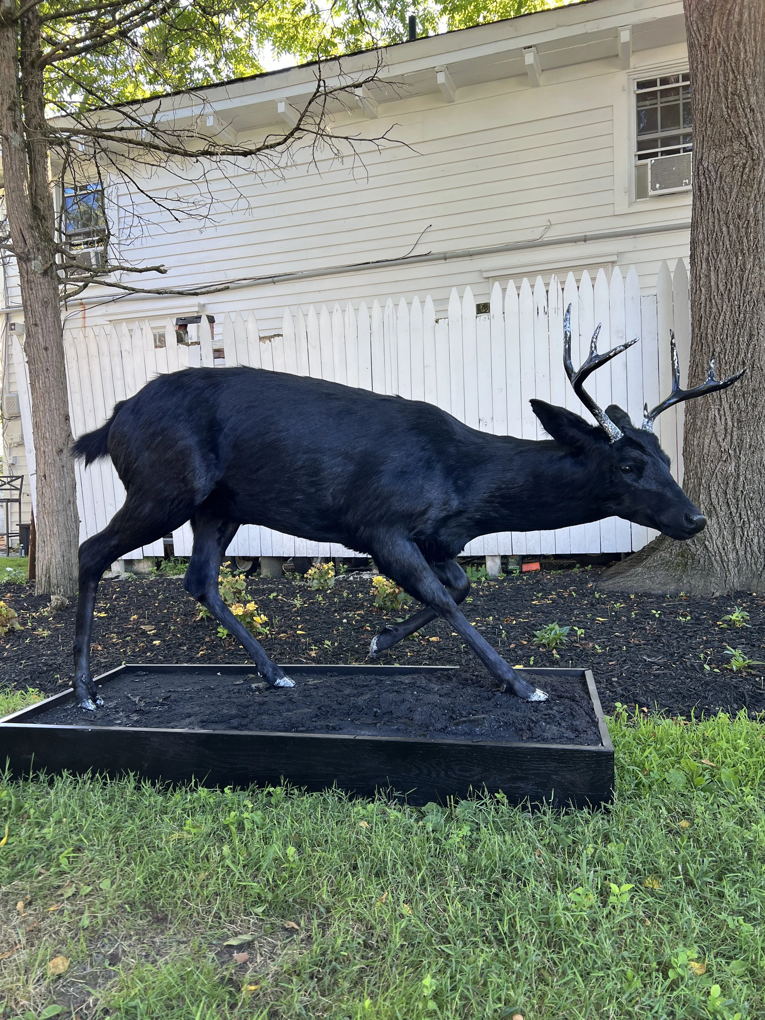 Full mount "Goth Buck"