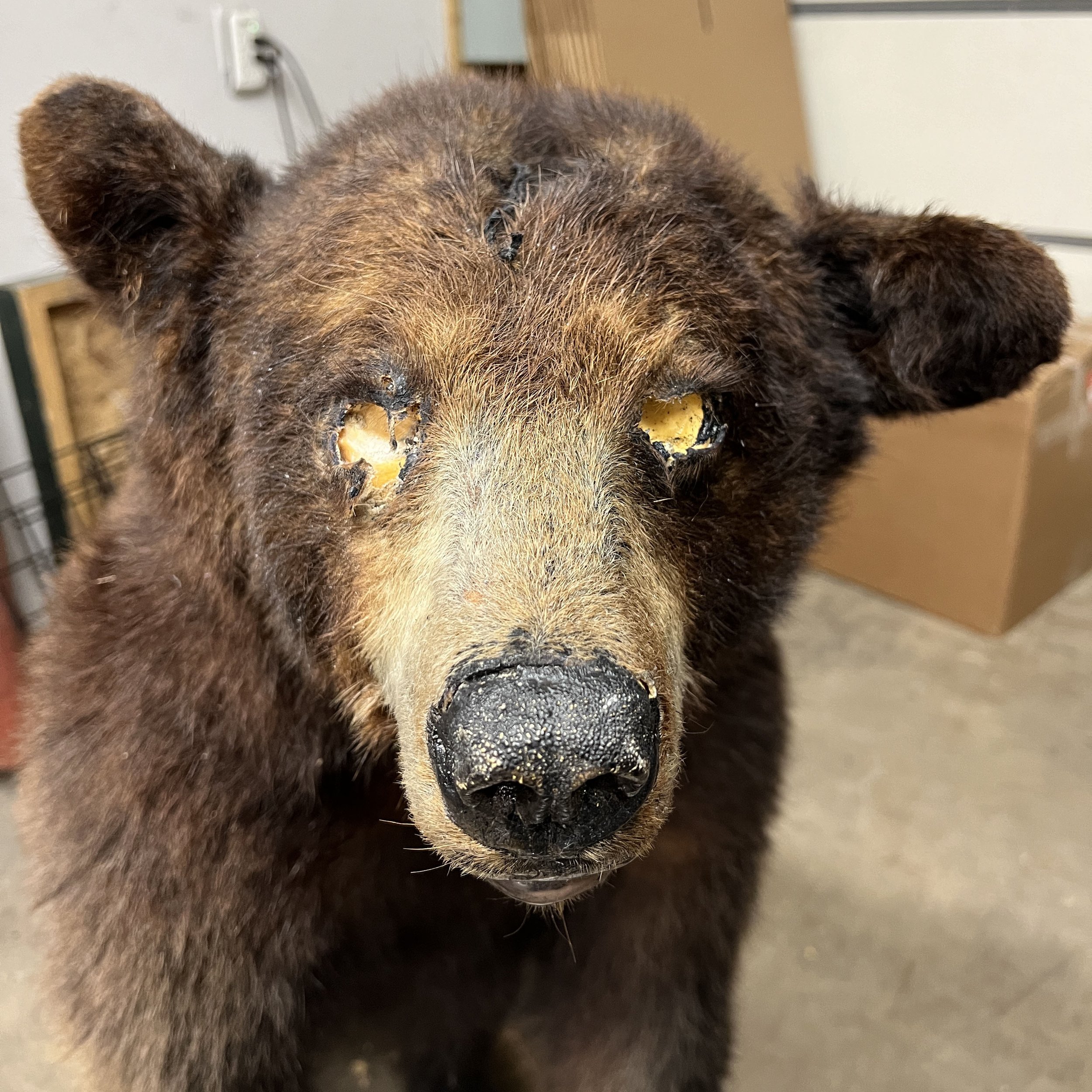 Close-up of a brown bear with damaged eyes and a black nose.