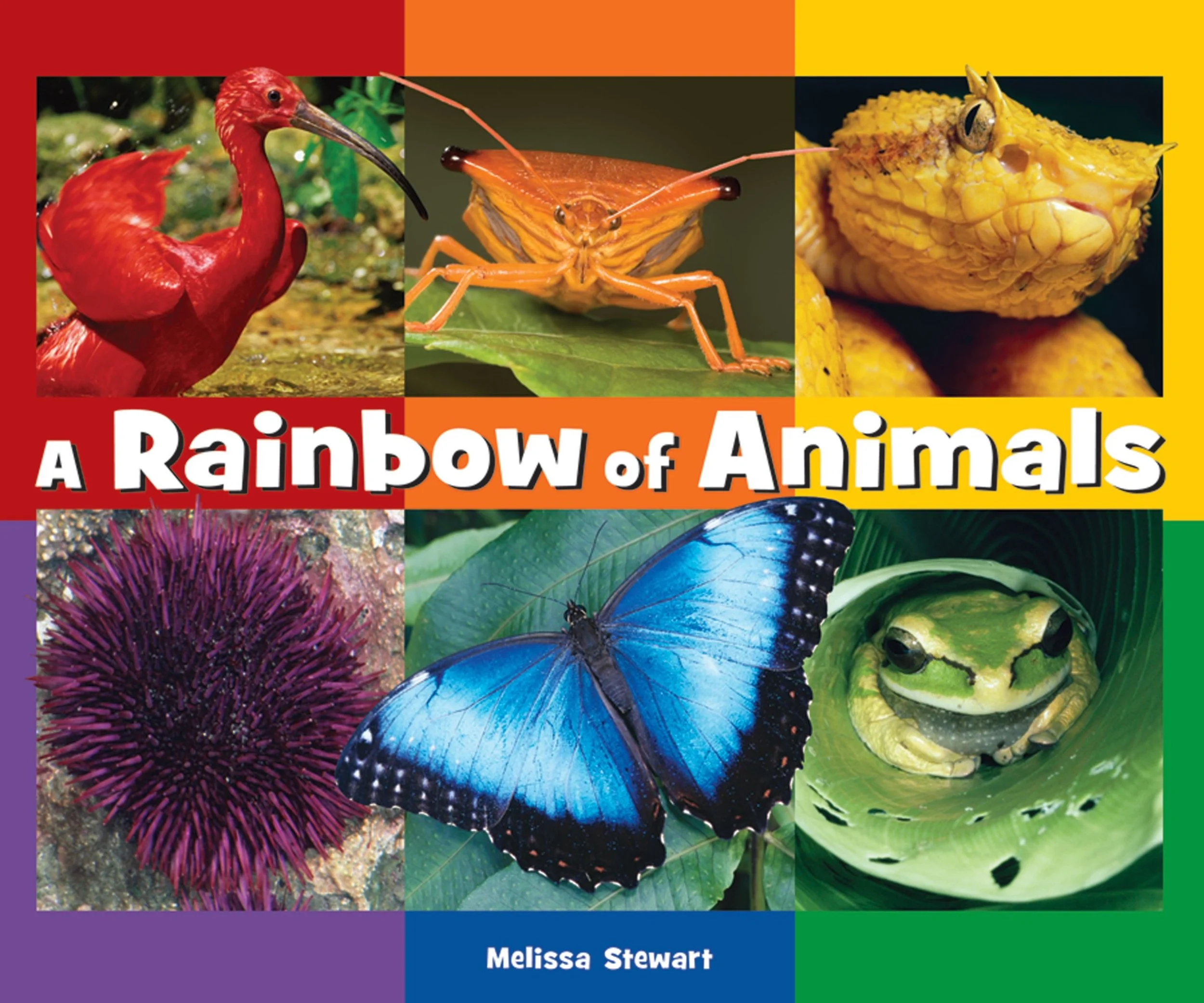  'A Rainbow of Animals' by Melissa Stewart, Enslow Publishers, Scholastic Book Clubs edition