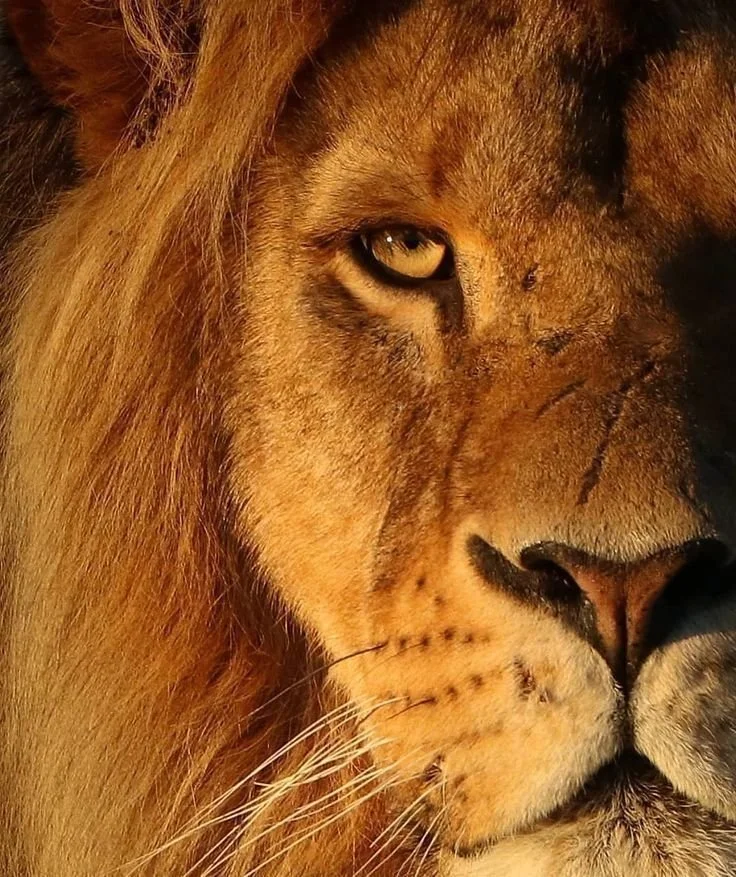 The Visible Voice Spots 1-5