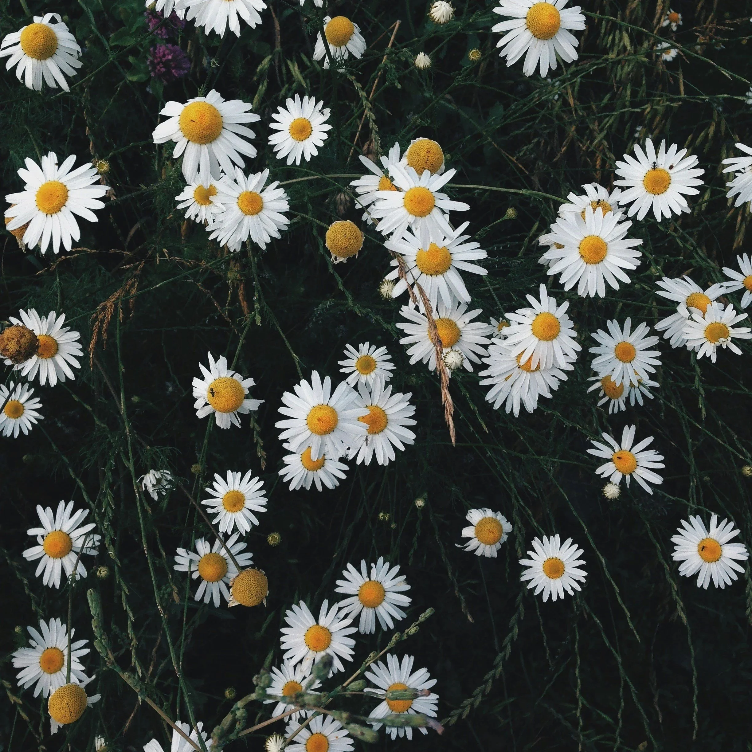 CHAMOMILE            

A calming botanical known for its soothing properties and light, floral notes. 
