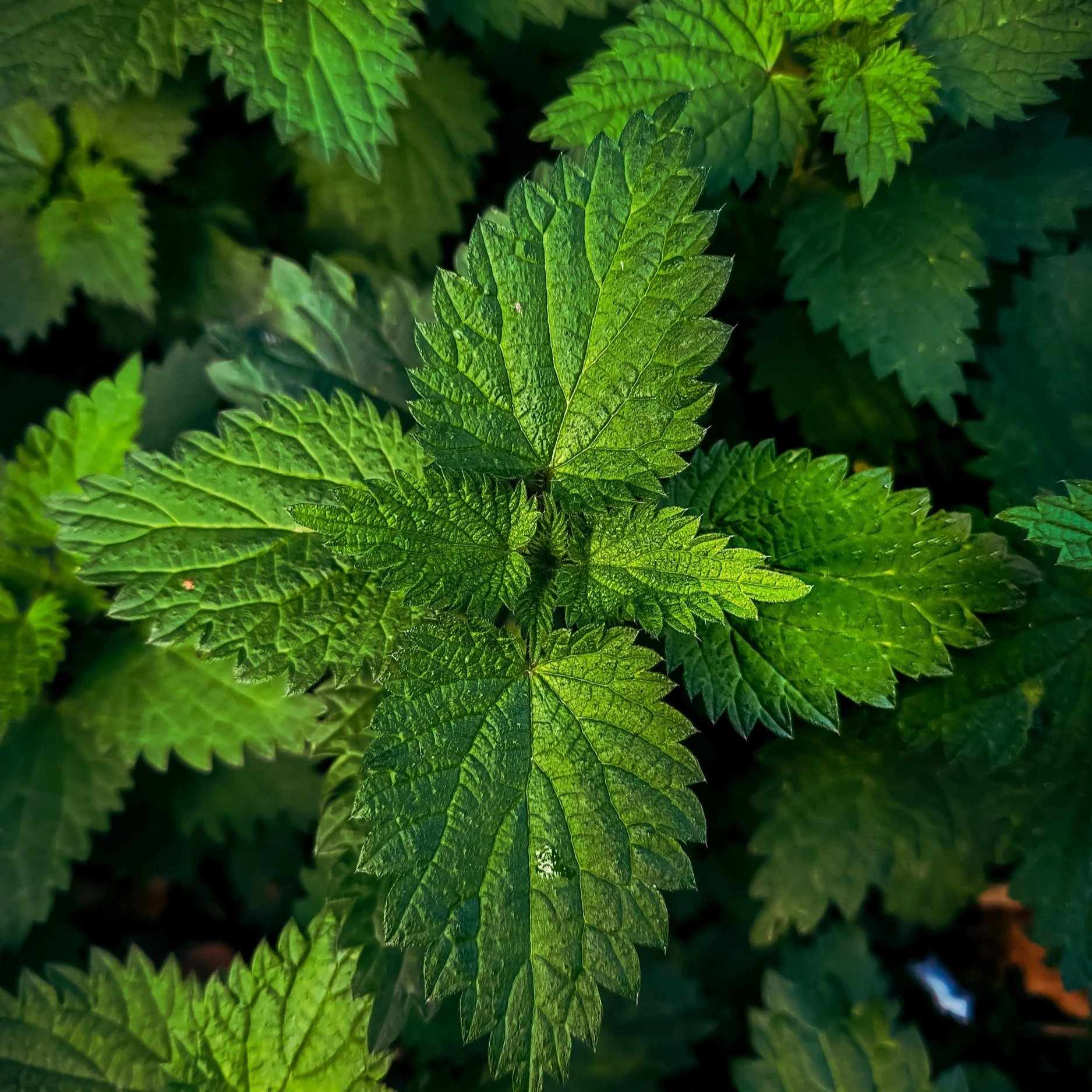 LEMON BALM             

A refreshing herb that helps promote relaxation and balance. 