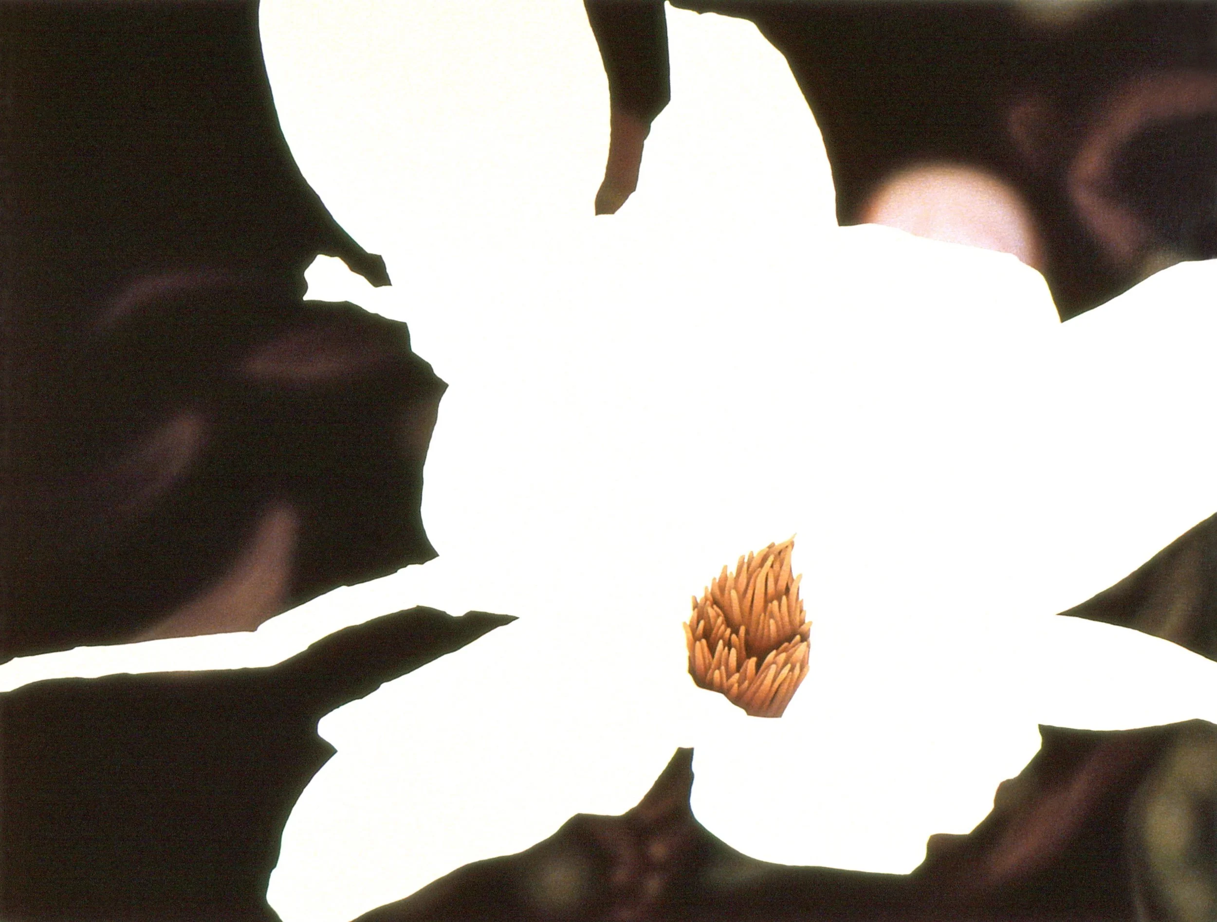 "Magnolias, Red and White", early stage 2 (digital image/slide)