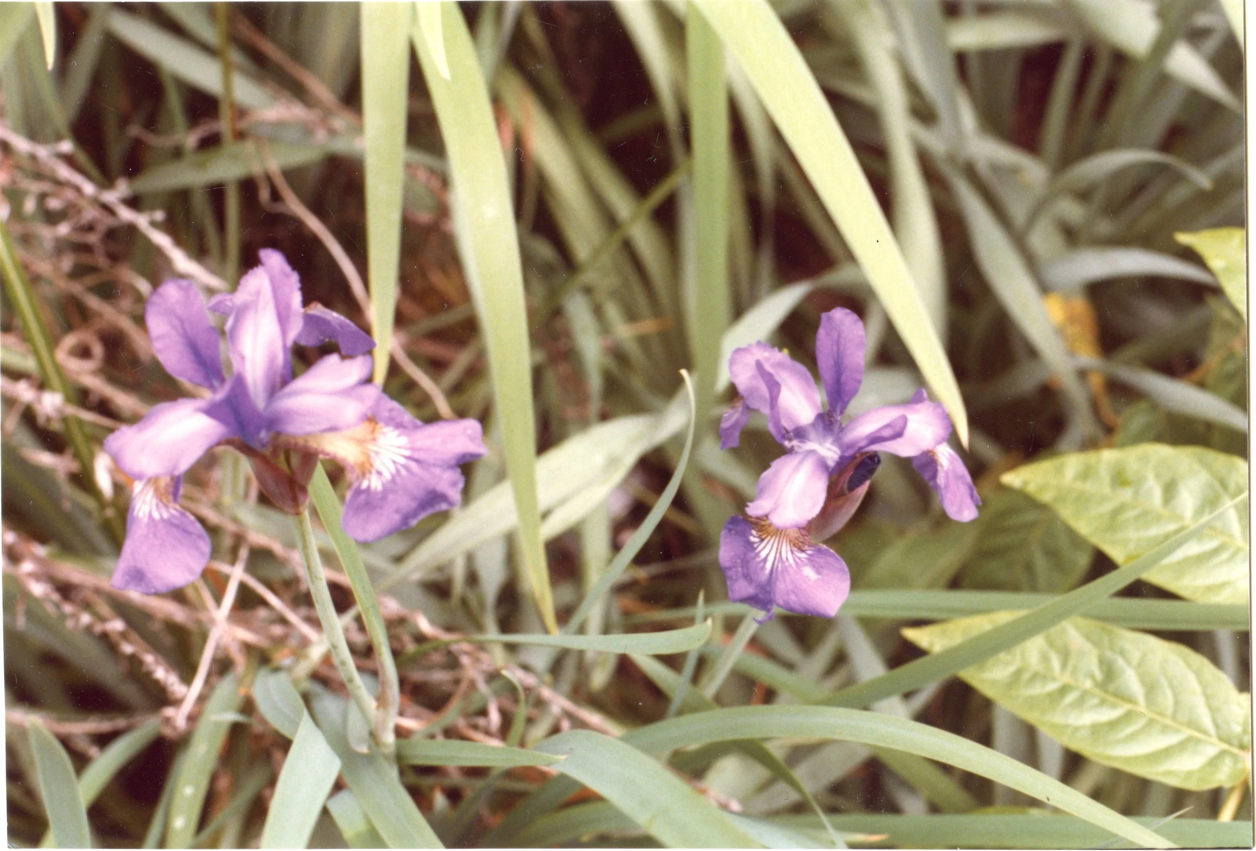 Photo resource for "Wild Iris" (4x6-inch print)