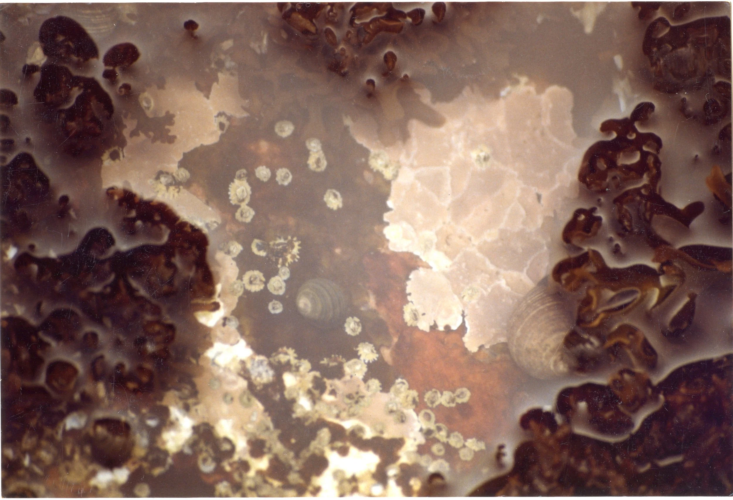 Photo Resource for "Acadian Tidepool" and "Tide Pool" (4x6-inch print)