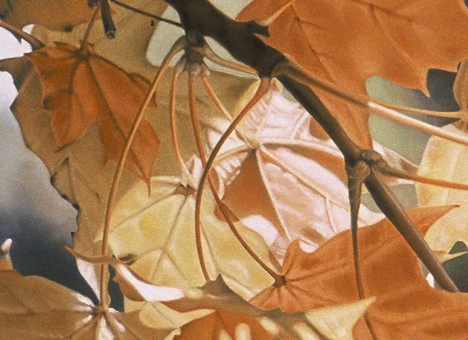 "Windblown Maple Leaves", detail 1 (digital image/slide)