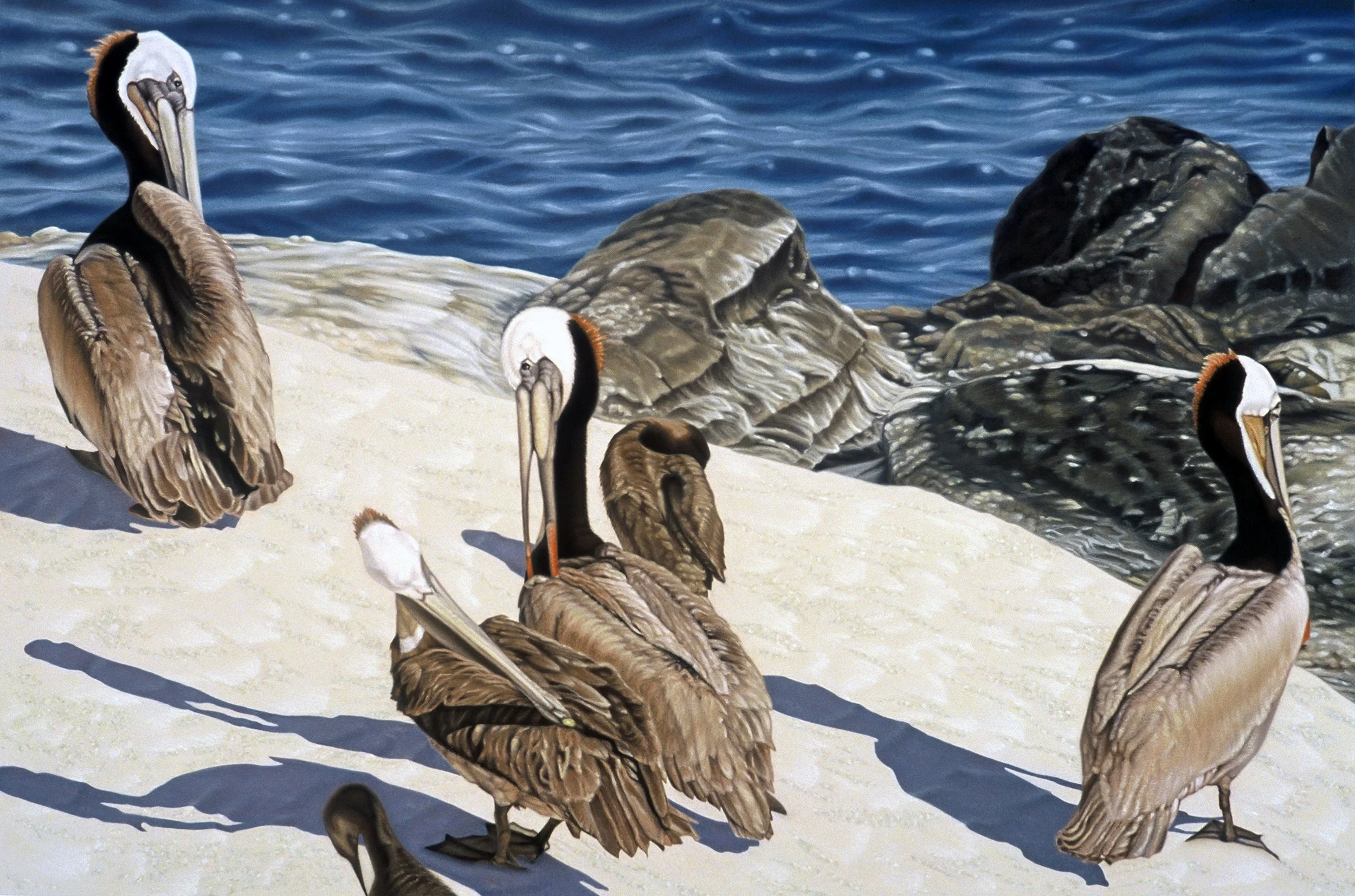 "Four Pelicans", pastel on Conventry rag paper, 27.5x41.5-inches, 2002
