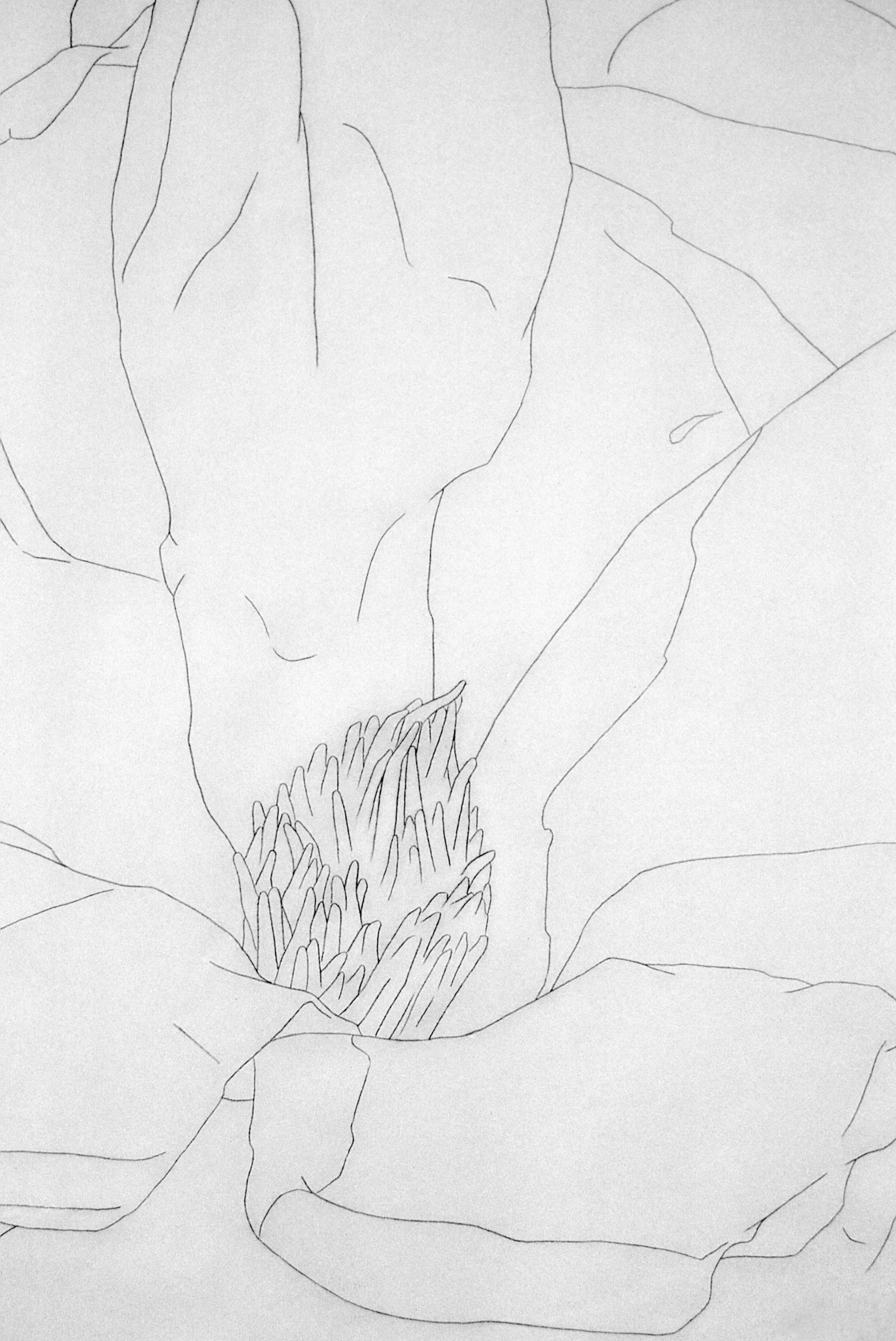 "Magnolias, Red and White", drawing detail, pencil on tracing vellum (Studio)