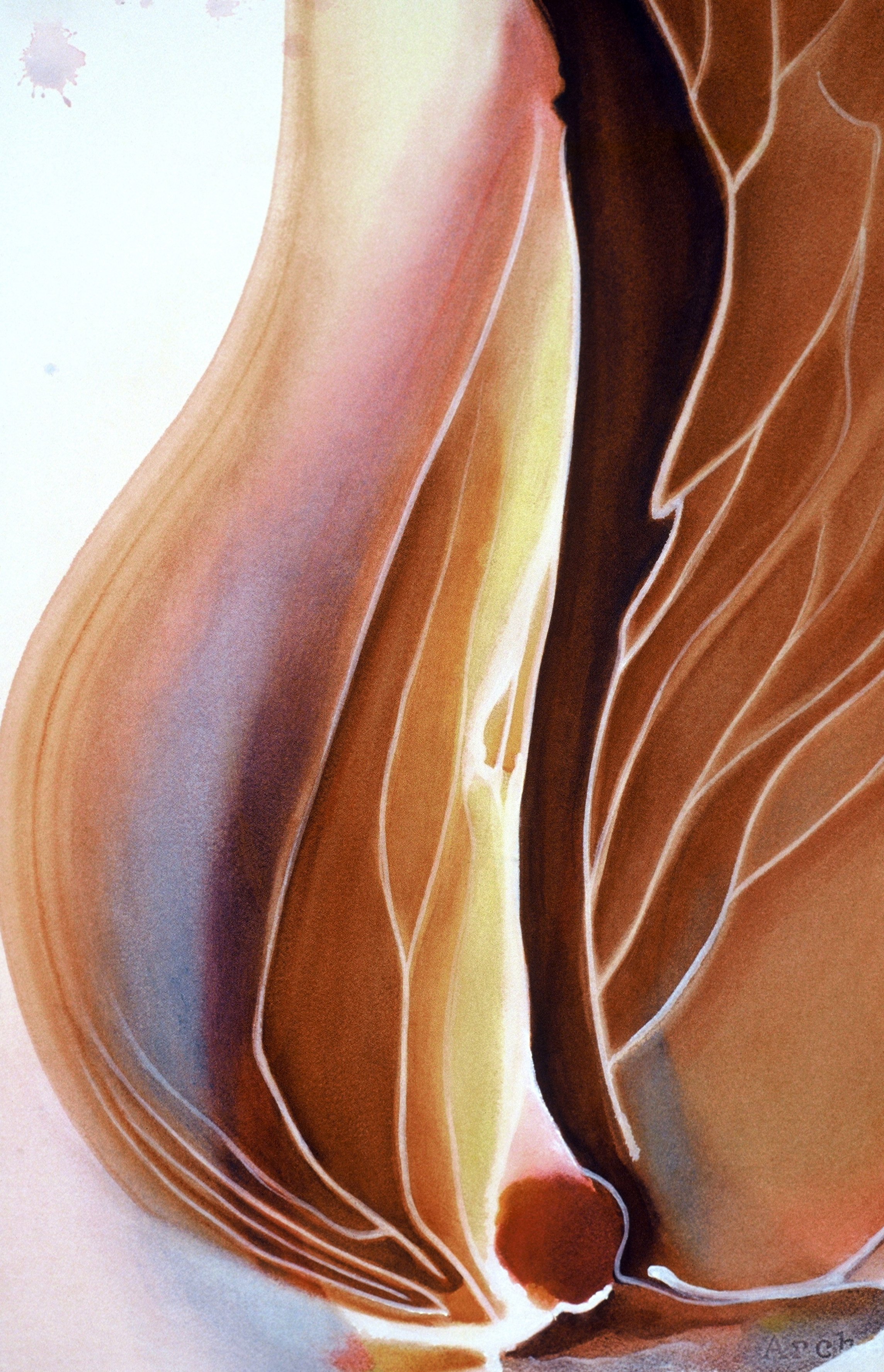 "Butterfly Emerging", watercolor on d'Arches paper, 21x14-inches, 1981 (Collector)
