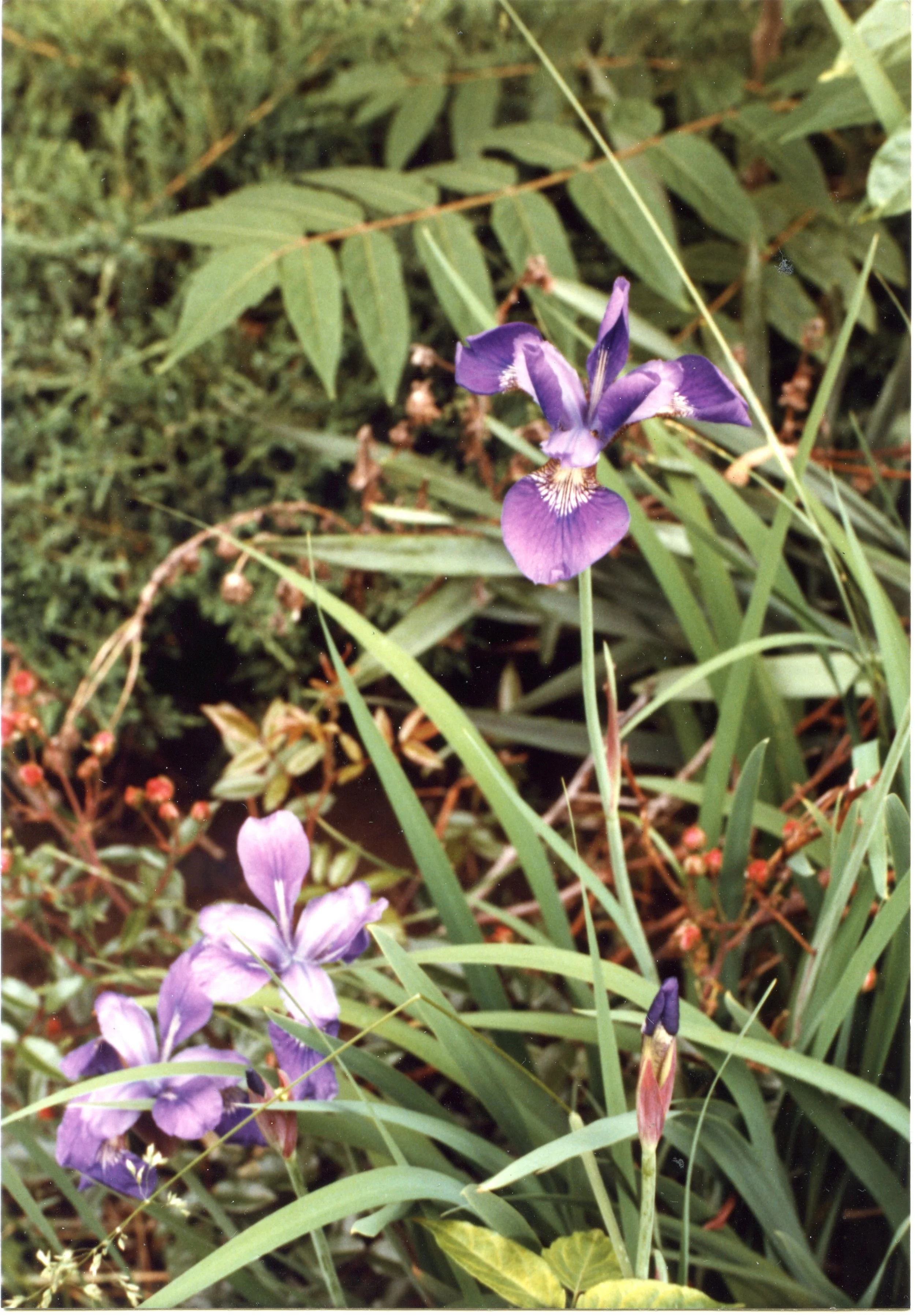 Photo Resource for "Newbury Street Garden" (6x4-inch print)