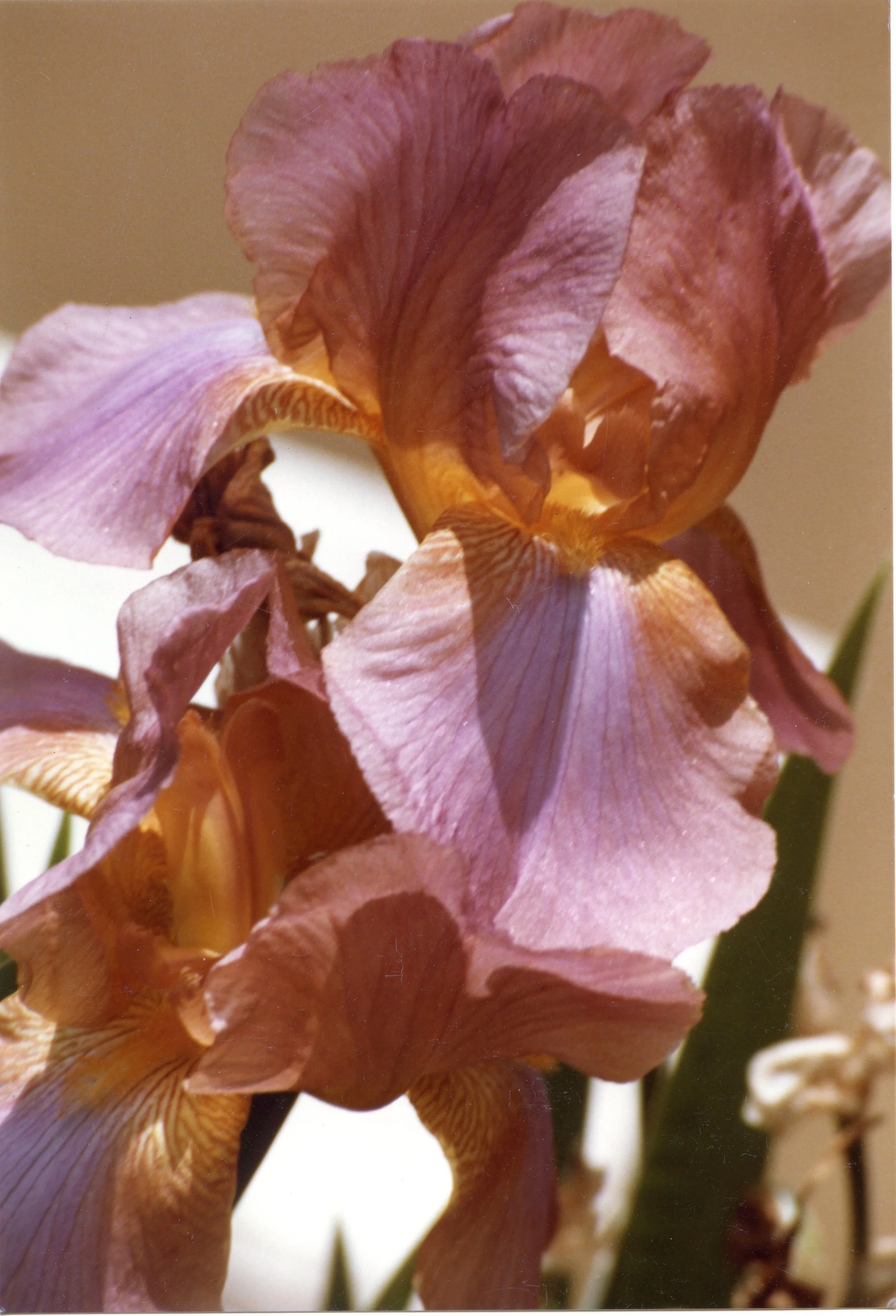 Photo resource for "Golden Iris" (6x4-inch print)