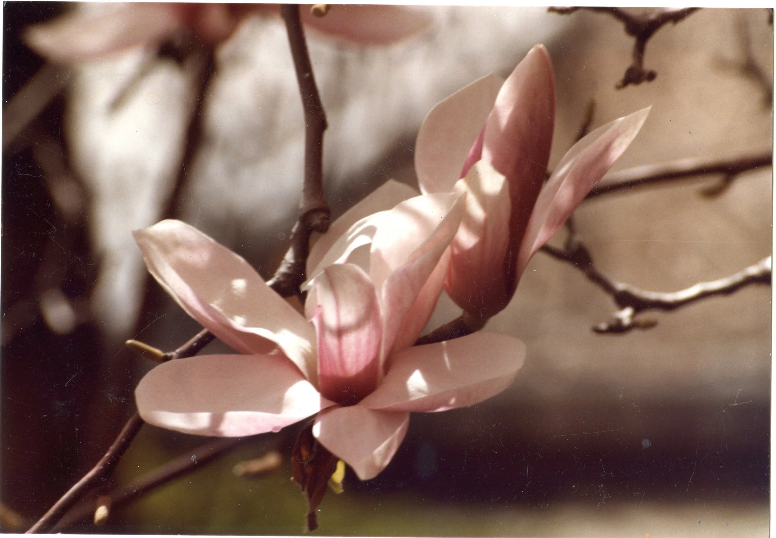 Photo Resource for "Magnolia" and for "Magnolias, Sun and Shade II" (4x6-inch print)