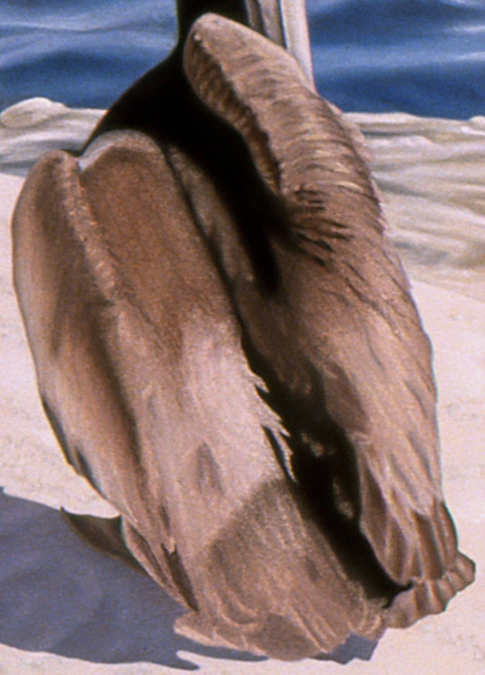 "Four Pelicans", detail 4 (digital image/slide)