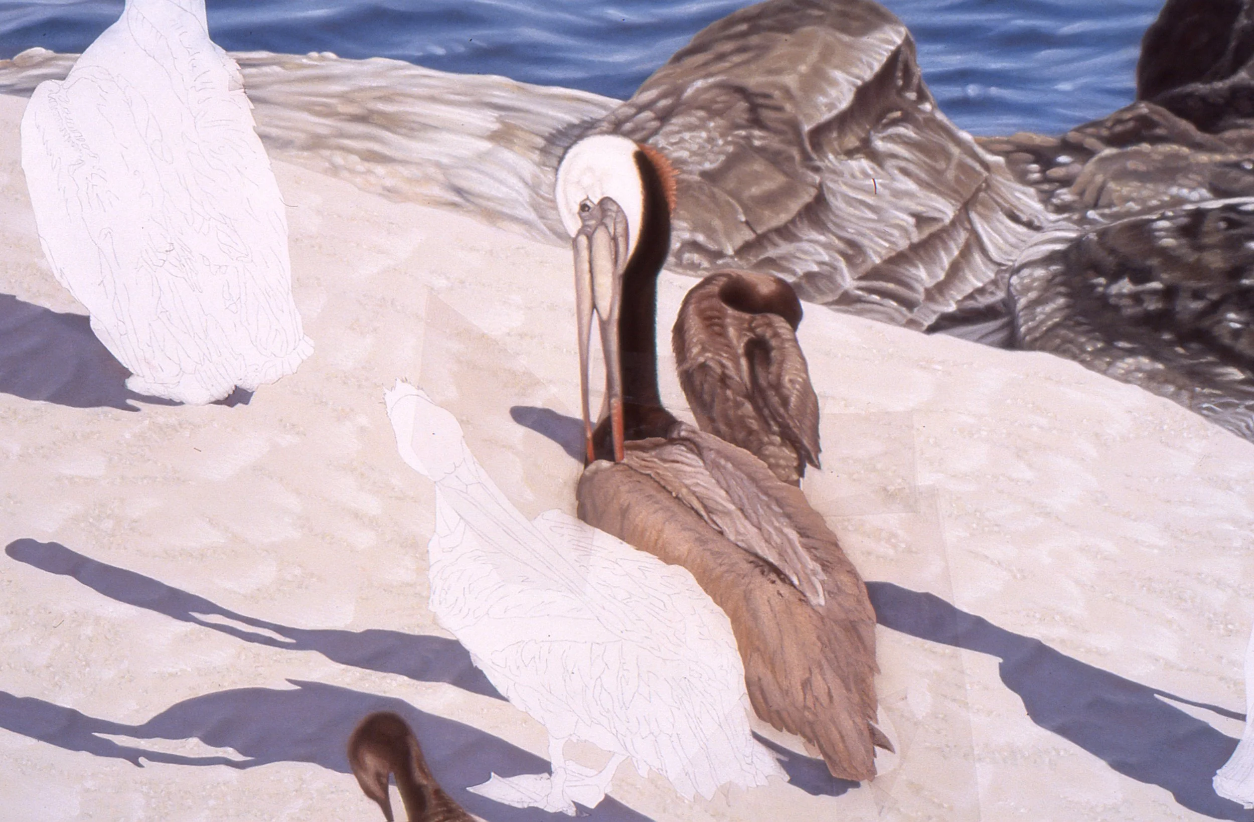 "Four Pelicans", detail 2 (digital image/slide)