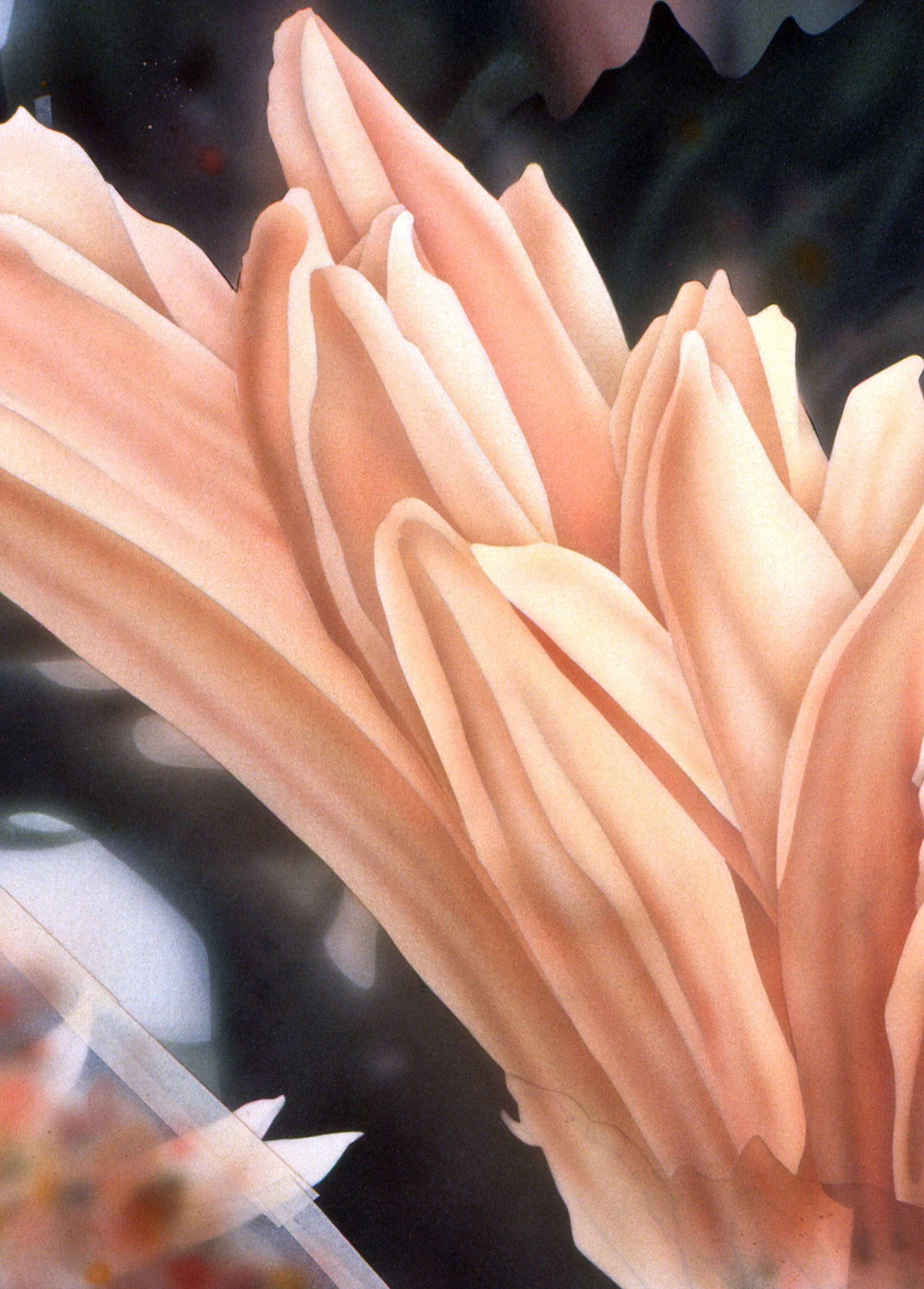 "Chrysanthemum Profile", detail 3 (digital image/slide)