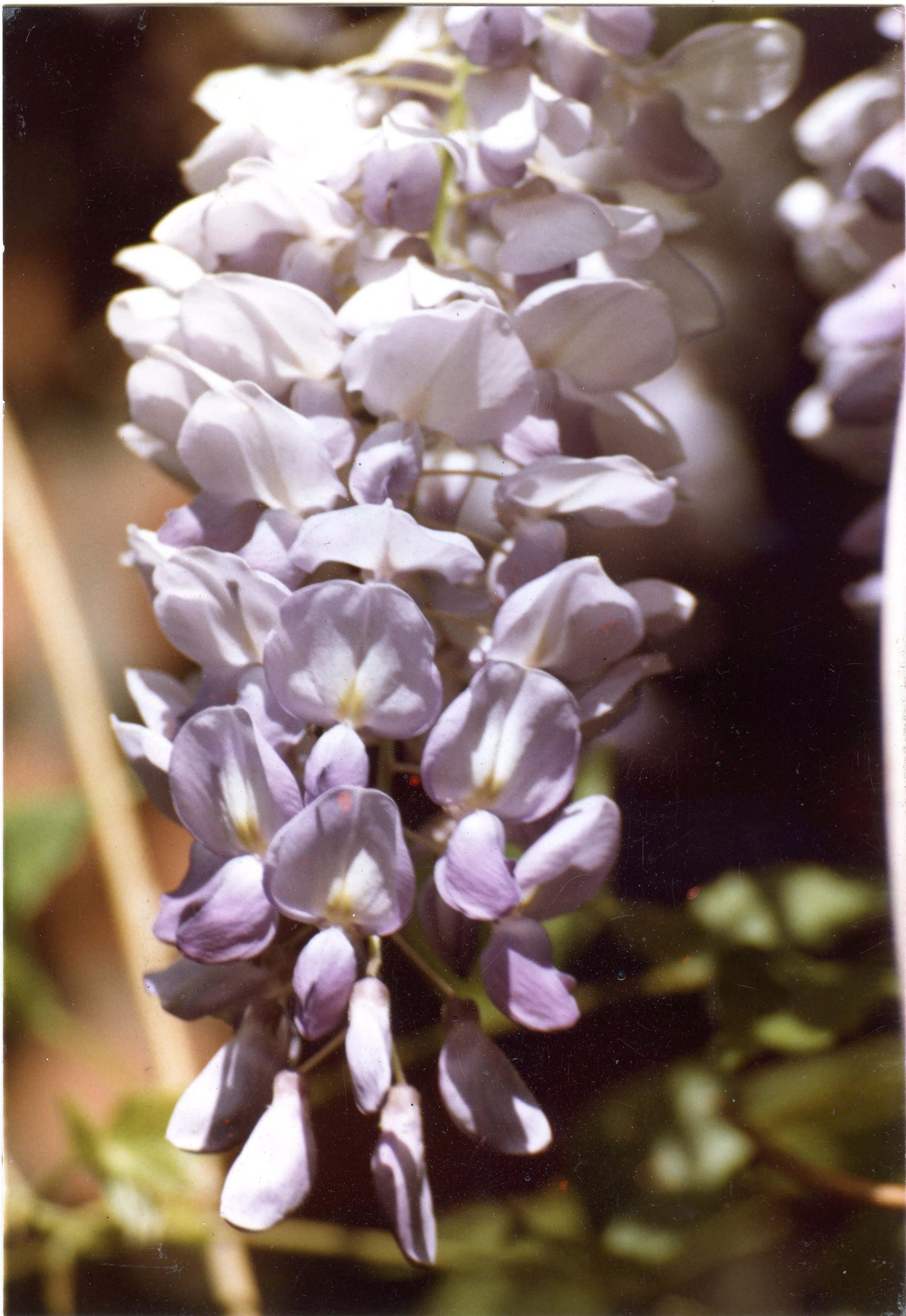 Photo Resource for "Wisteria Suite 1-5" (6x4-inch print)