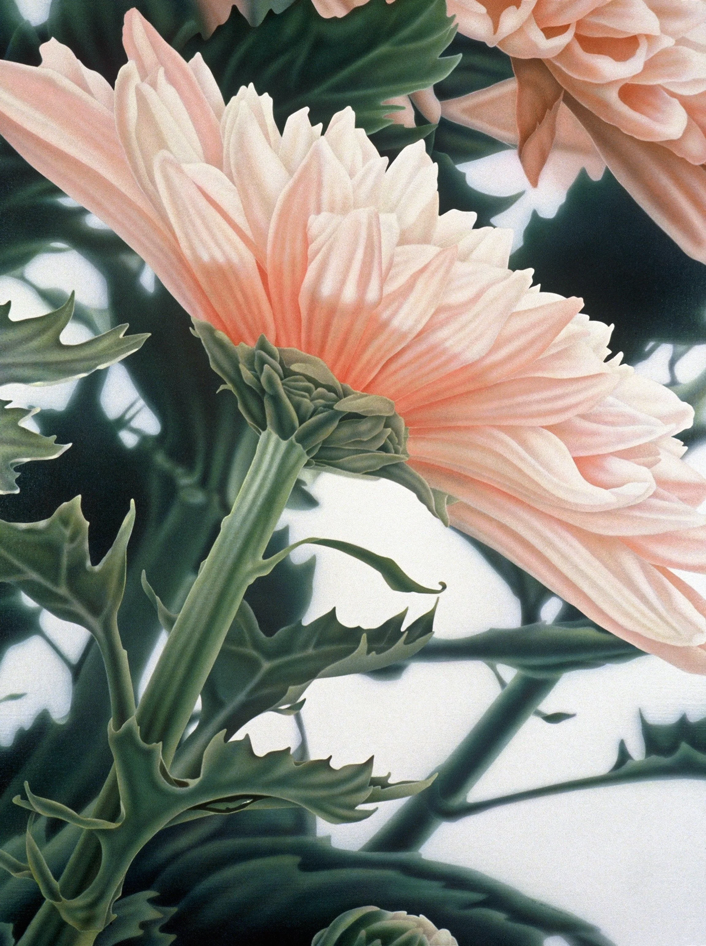 "Chrysanthemum, Profile” (6 details)