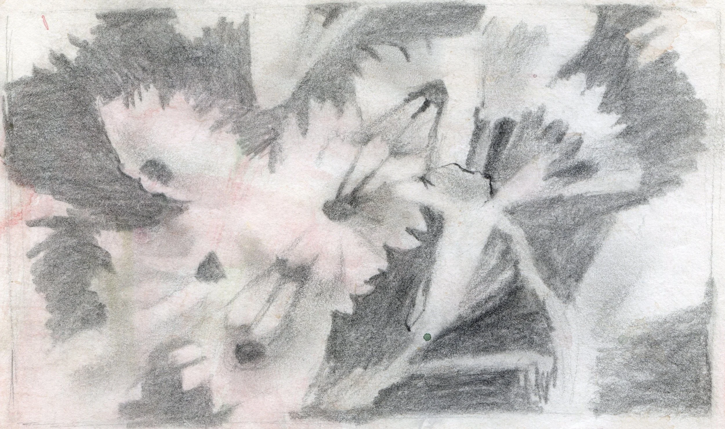 "Daisies In Bloom", sketch, pencil on paper, 11x8.5-inches, 1977