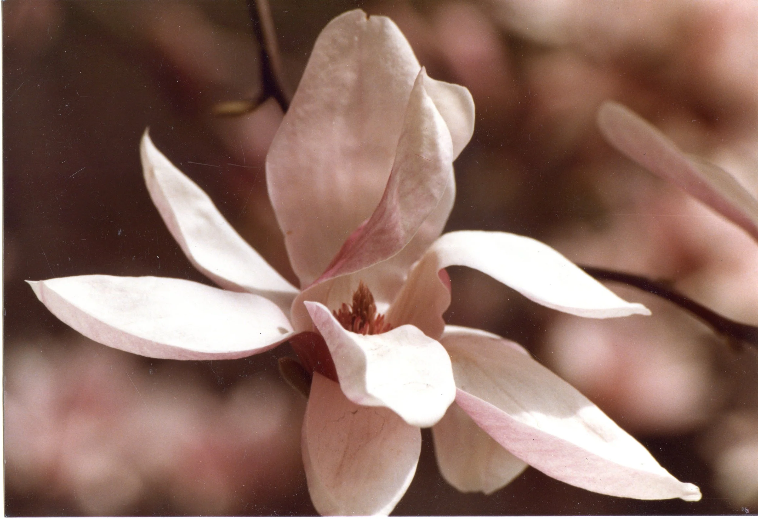 Photo Resource for "Single Magnolia" (4x6-inch print)