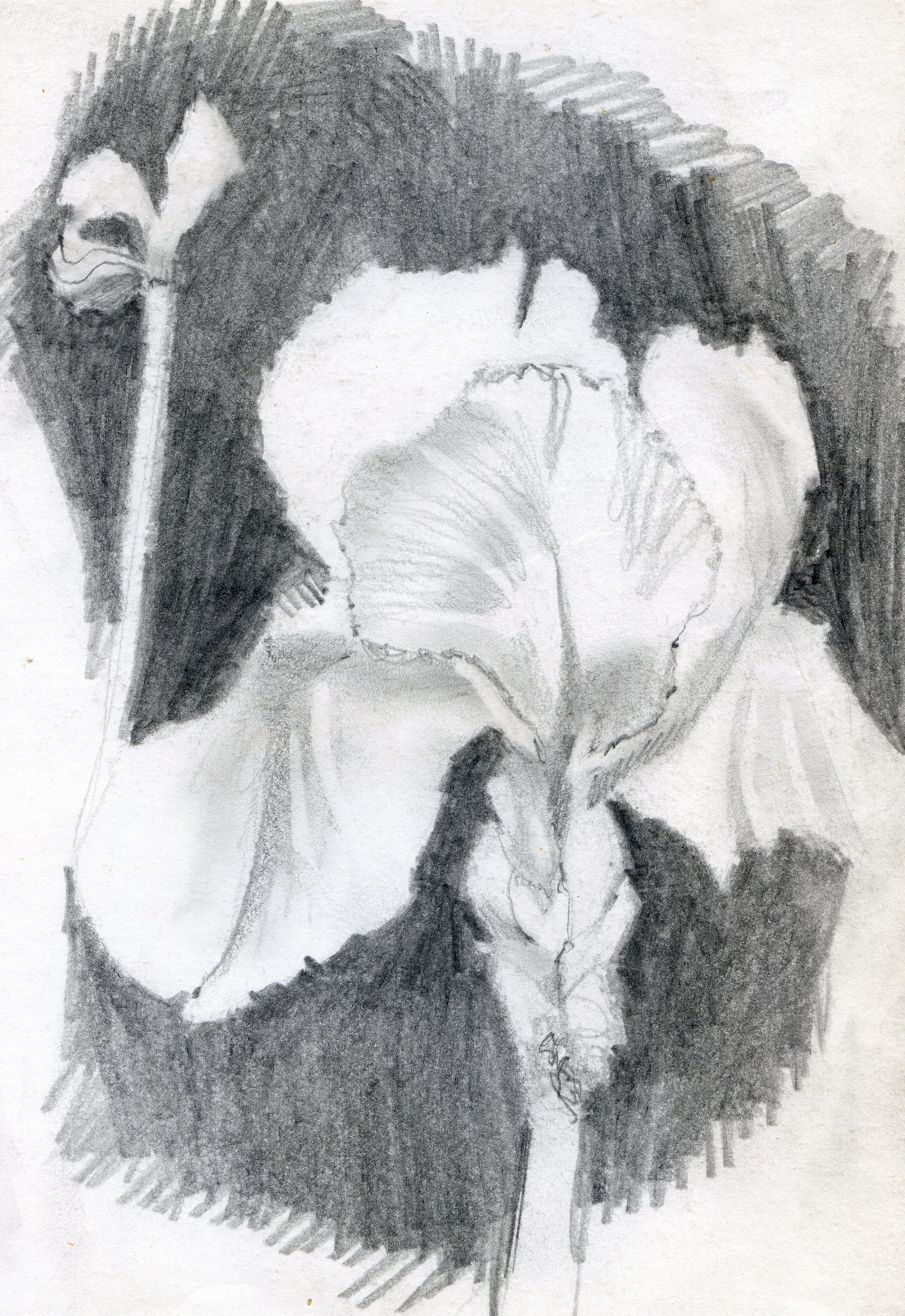 "Blue Iris", sketch, pencil on paper, 11x8.5-inches, 1977