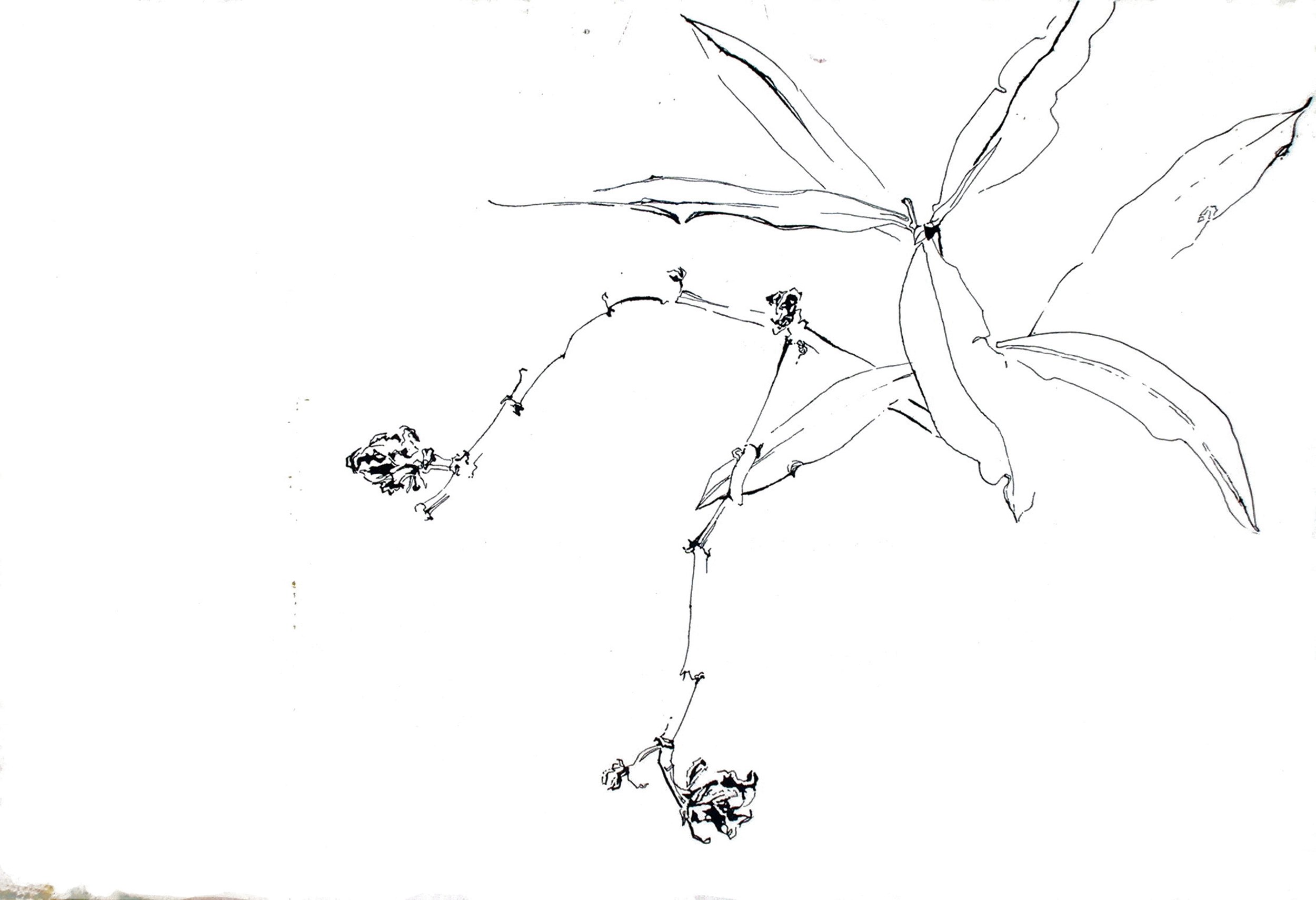 "Leaf and Nut", India ink-crow quill pen on paper, 12x17 1/2-inch, College, 1957-61 (Studio)