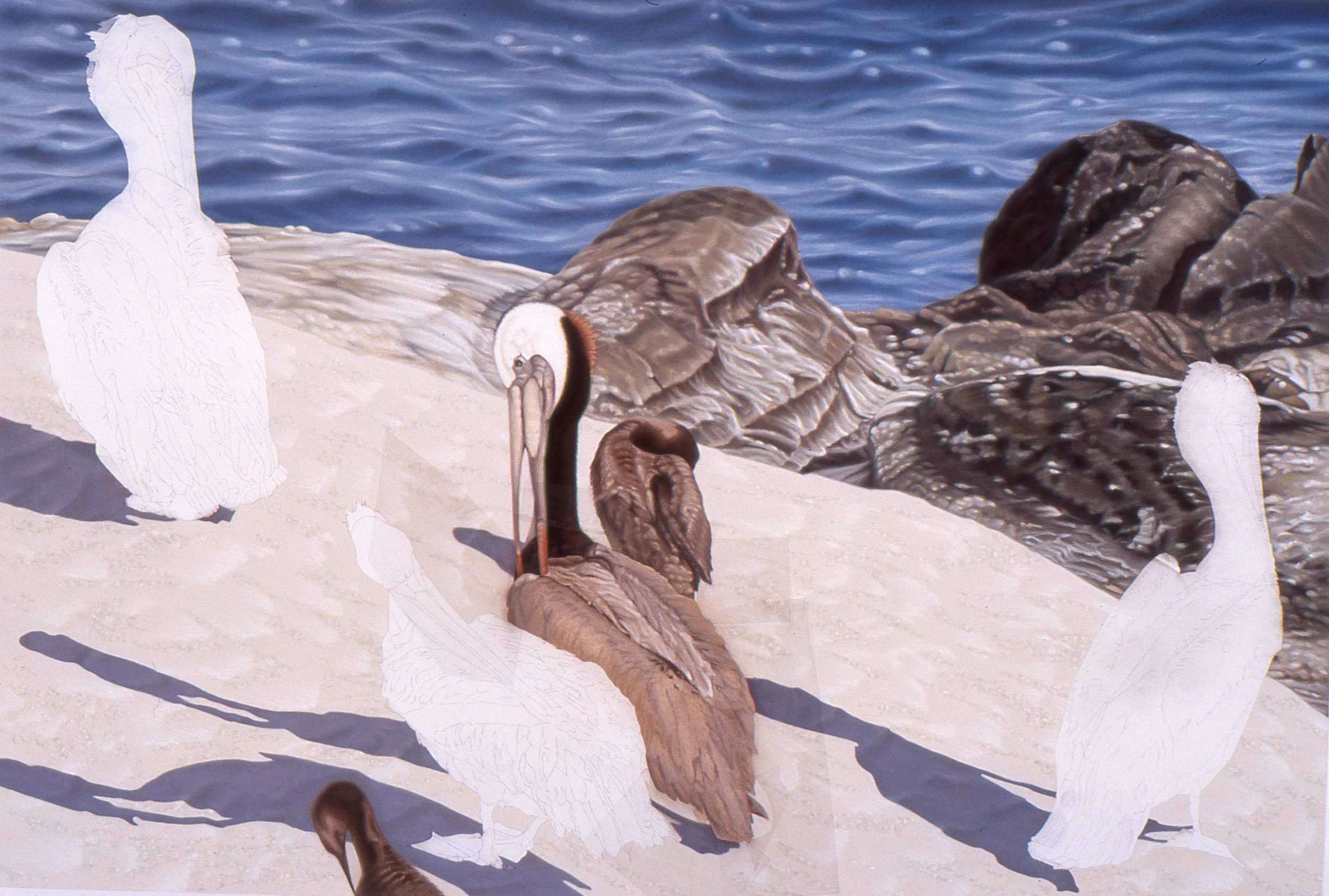 "Four Pelicans", detail 3 (digital image/slide)