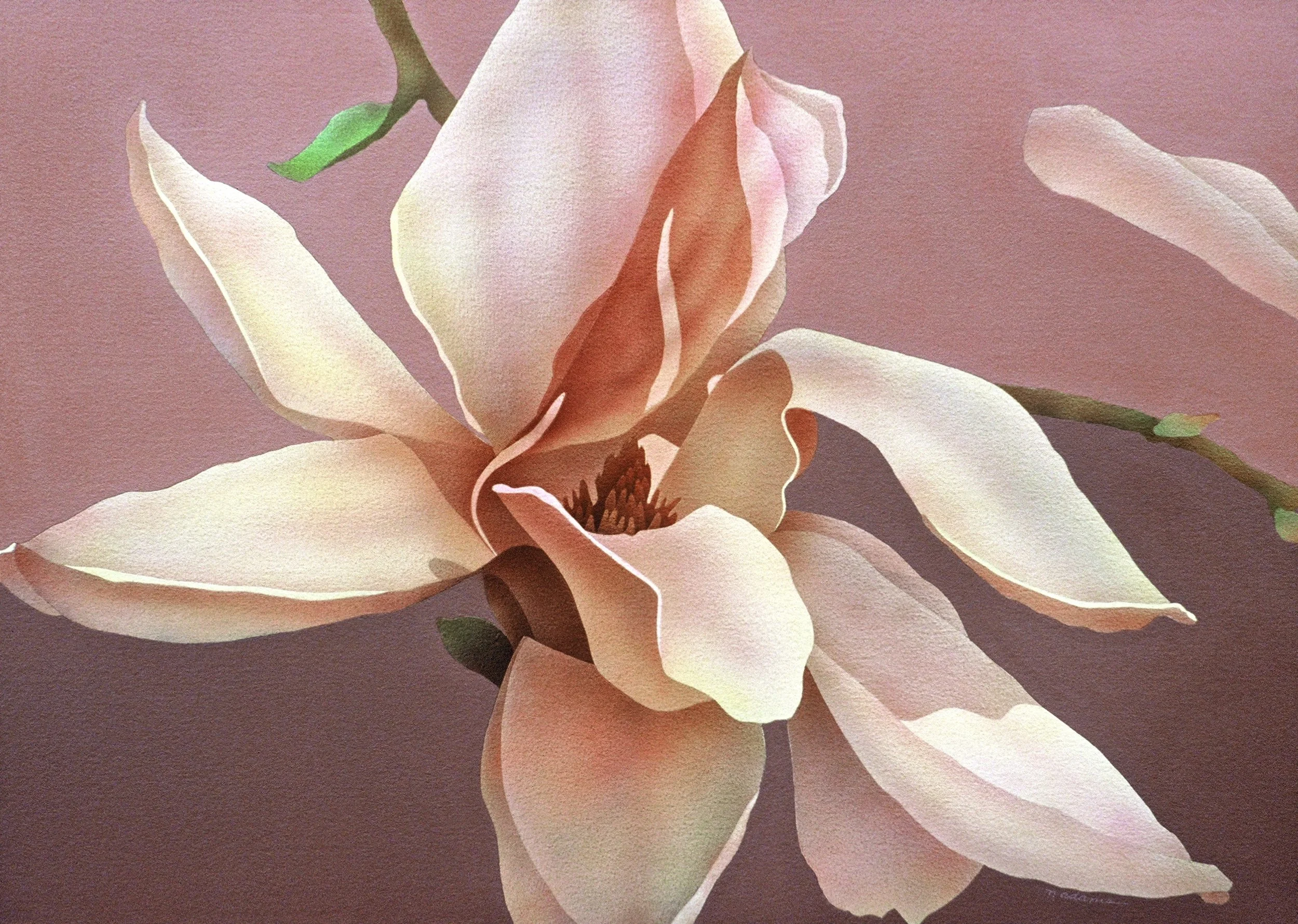 "Single Magnolia", aquamedia (watercolor and acrylic) on d'Arches paper, 21x29-inches, 1984 (Collector)