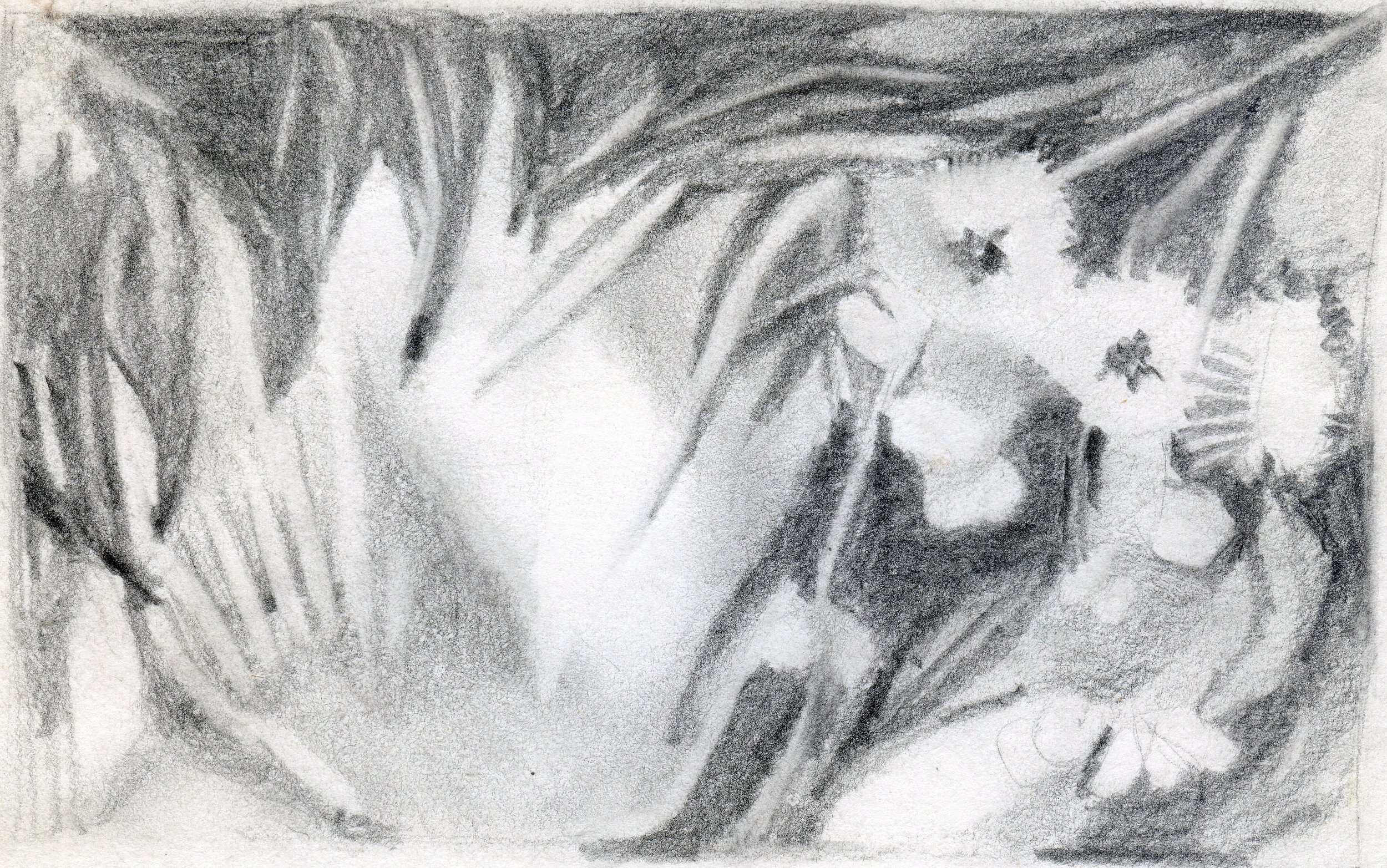 "Eucalyptus in Full Bloom", sketch, pencil on paper, 8.5x11-inches, 1976