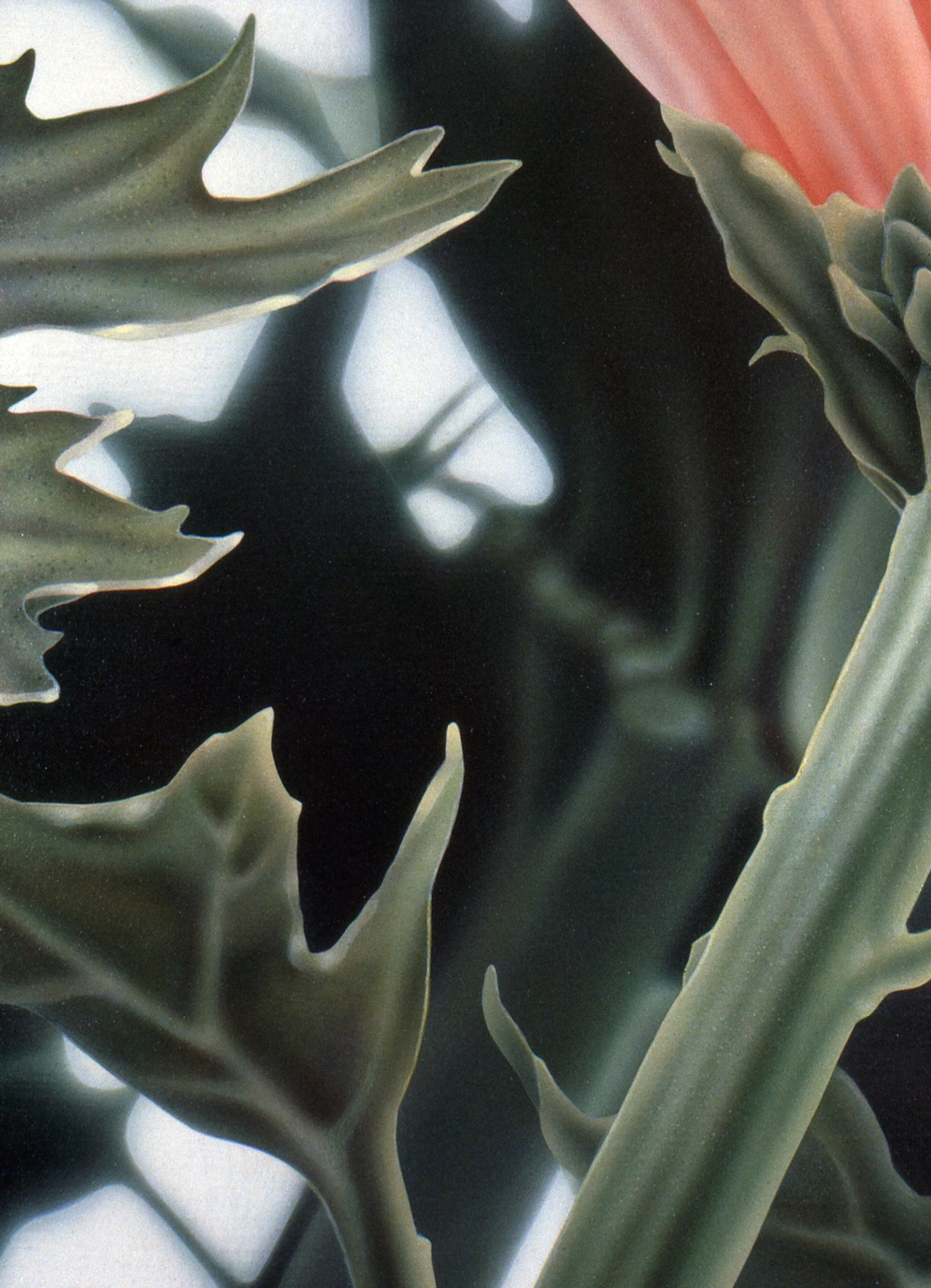 "Chrysanthemum Profile", detail 2 (digital image/slide)