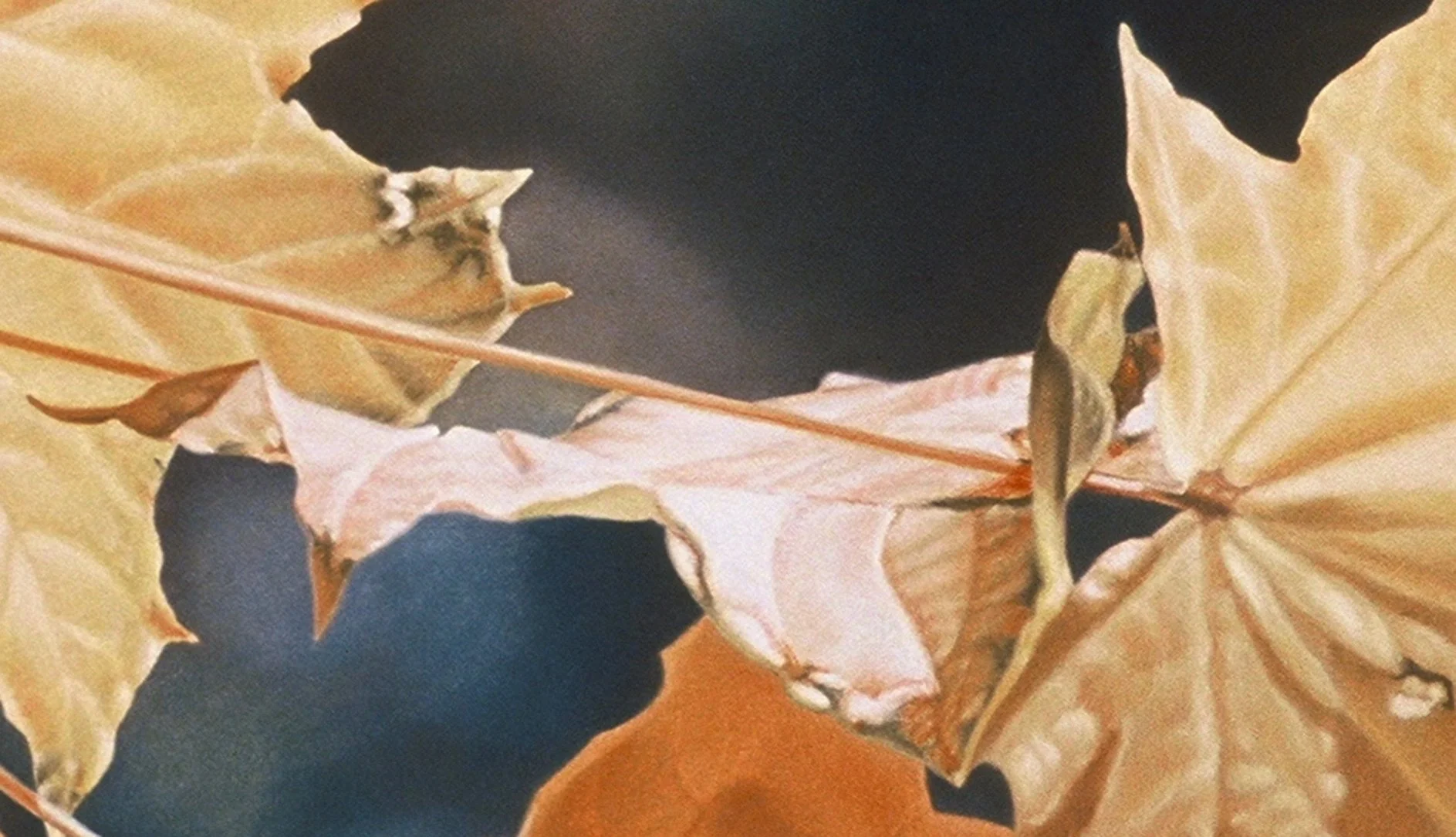 "Windblown Maple Leaves", detail 3 (digital image/slide)