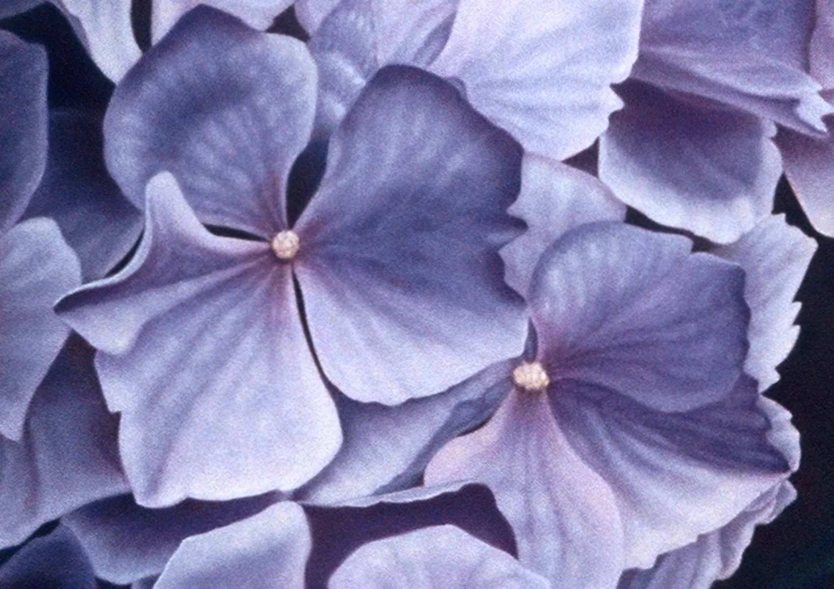 "Volunteer Park Hydrangeas", detail 1 (digital image/slide)