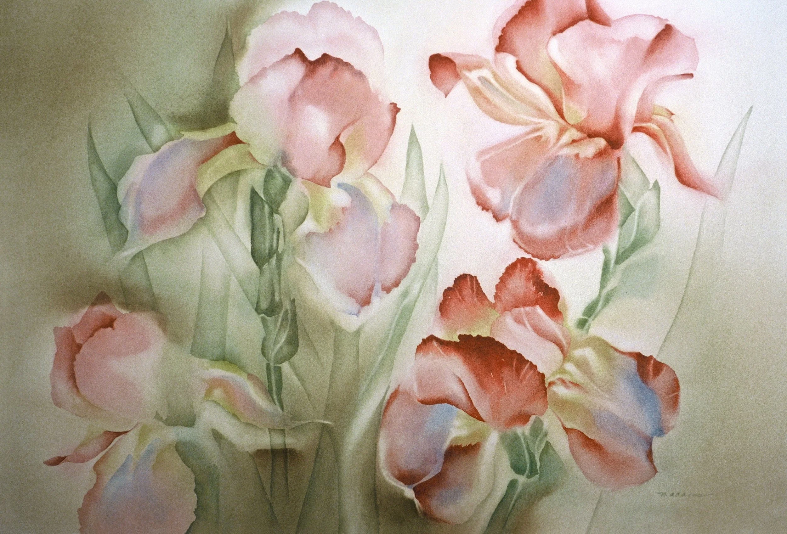"Garden Iris", watercolor on d'Arches paper, 29x40-inches, 1982 (Collector)