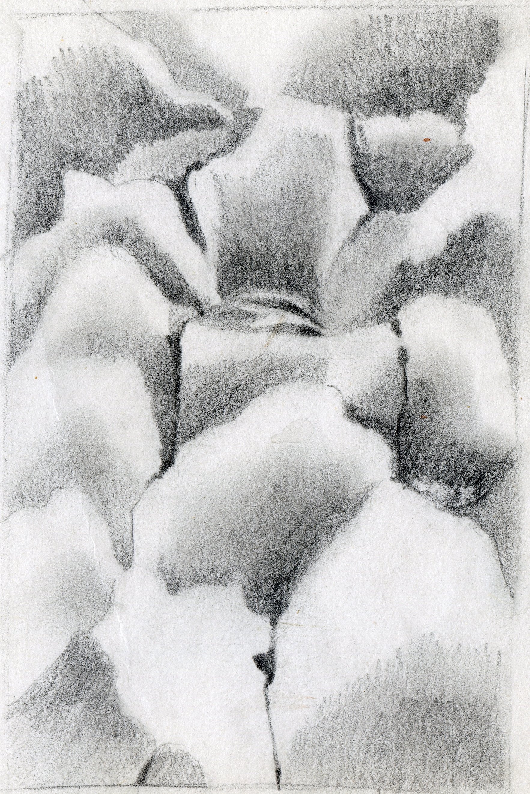 "Palm Spring", "Palm Trunk, Pattern" and "Patterns of a Palm Trunk", sketch, pencil on paper, 11x8.5-inches, 1977