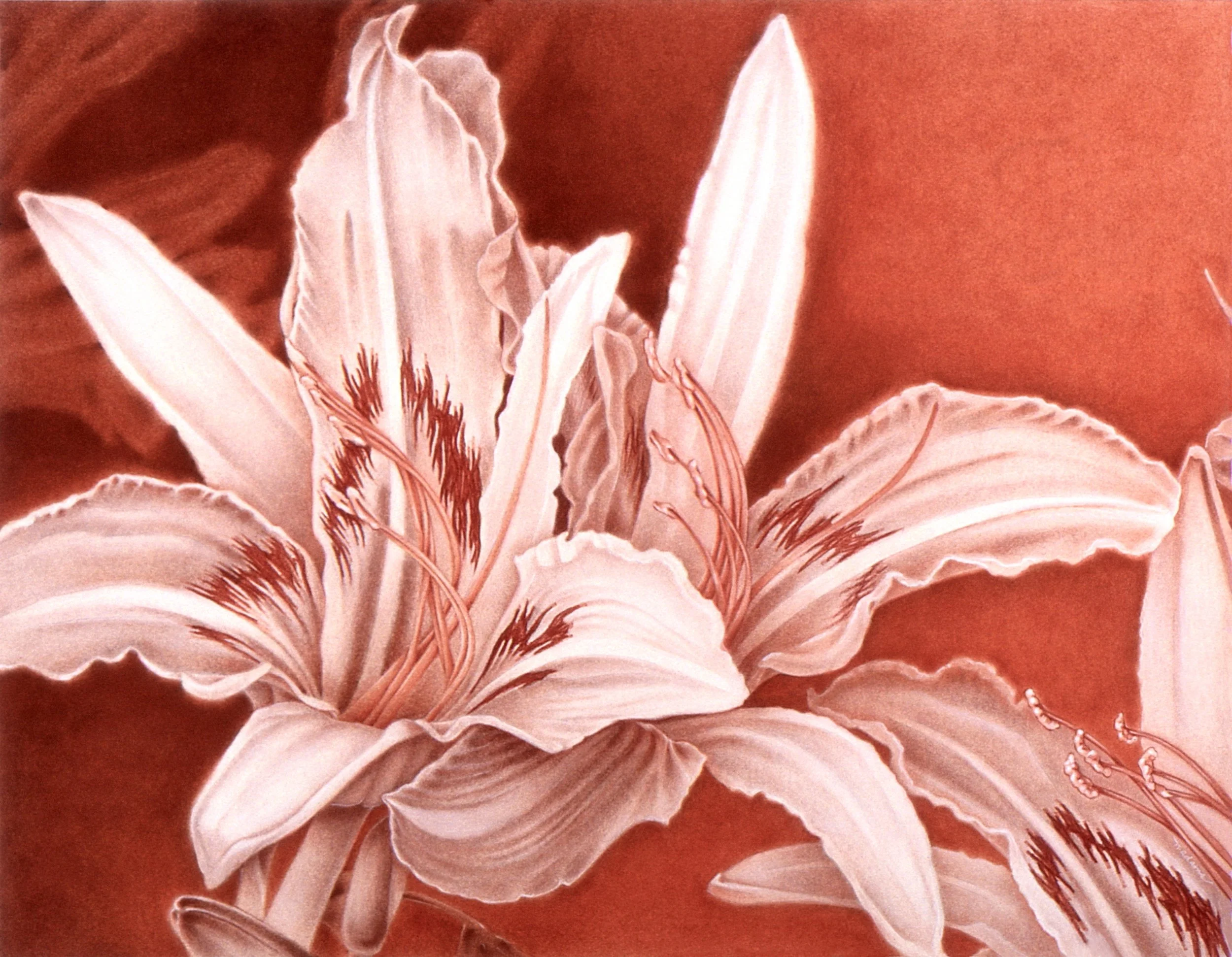 "Day Lilies, Sanguine and Bistre", conte on Conventry rag paper, 22x29-inches, 1999 (Collector)
