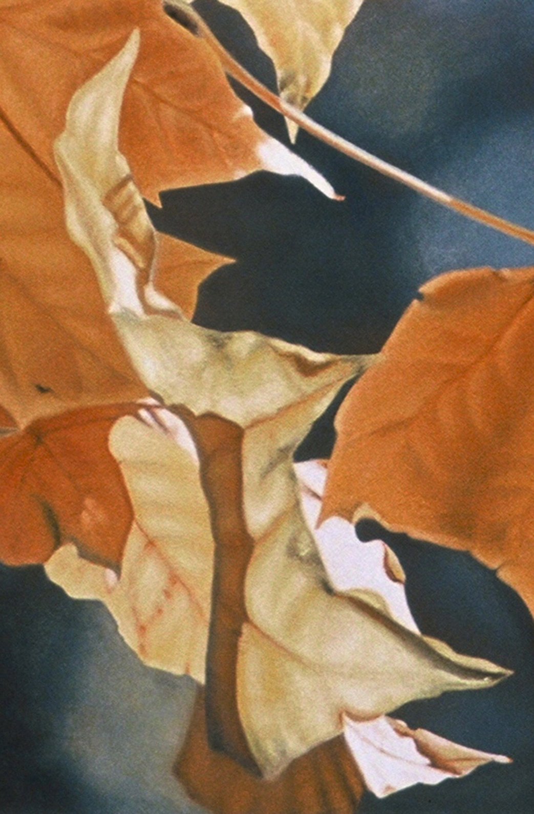  "Windblown Maple Leaves", detail 2 (digital image/slide)