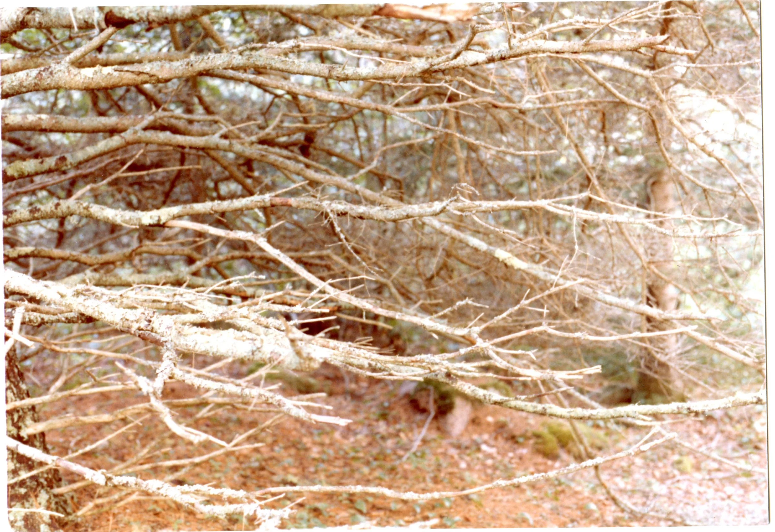 Photo Resource for "Sunlight in the Branches" (4x6-inch print)