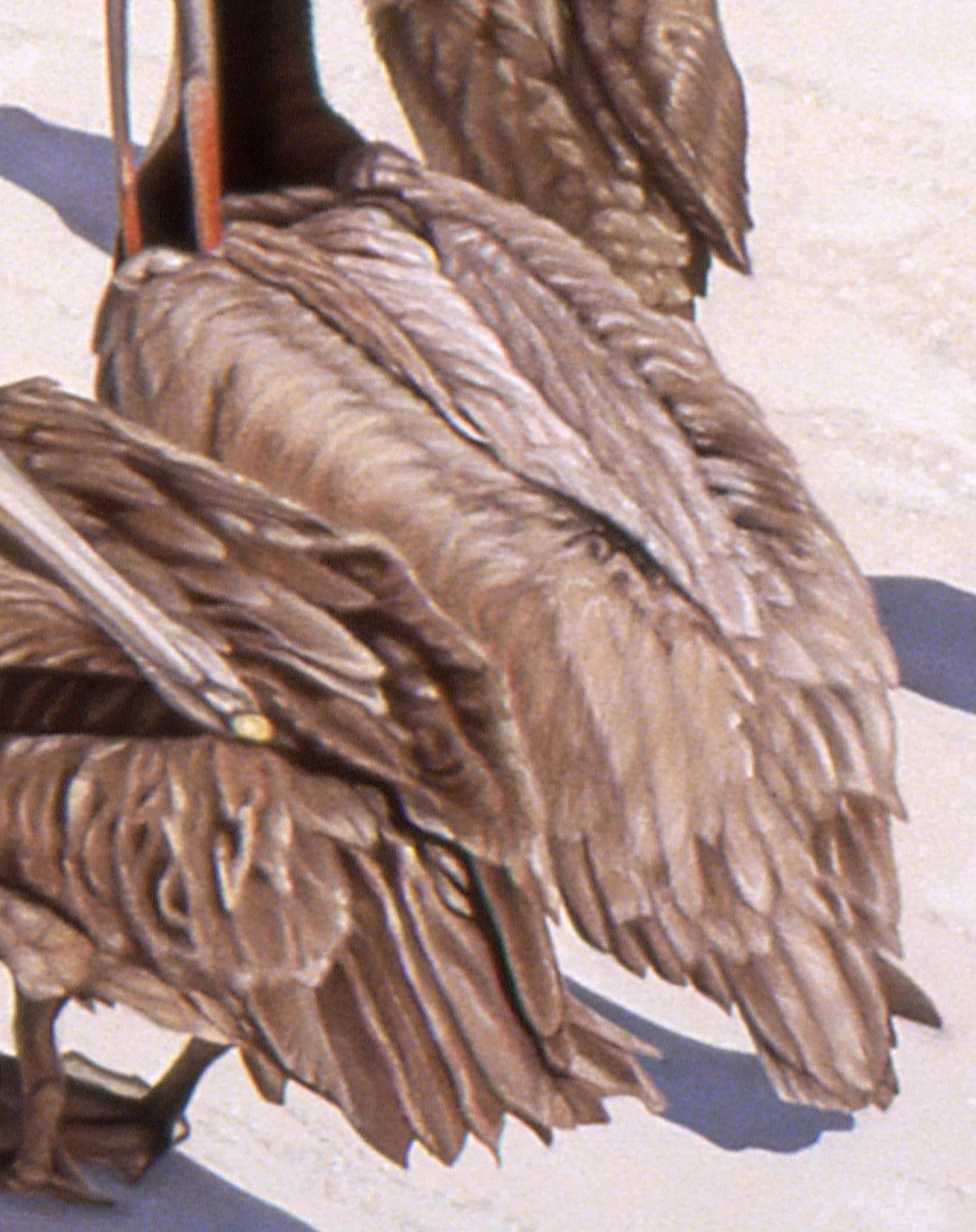 "Four Pelicans", detail 7 (digital image/slide)
