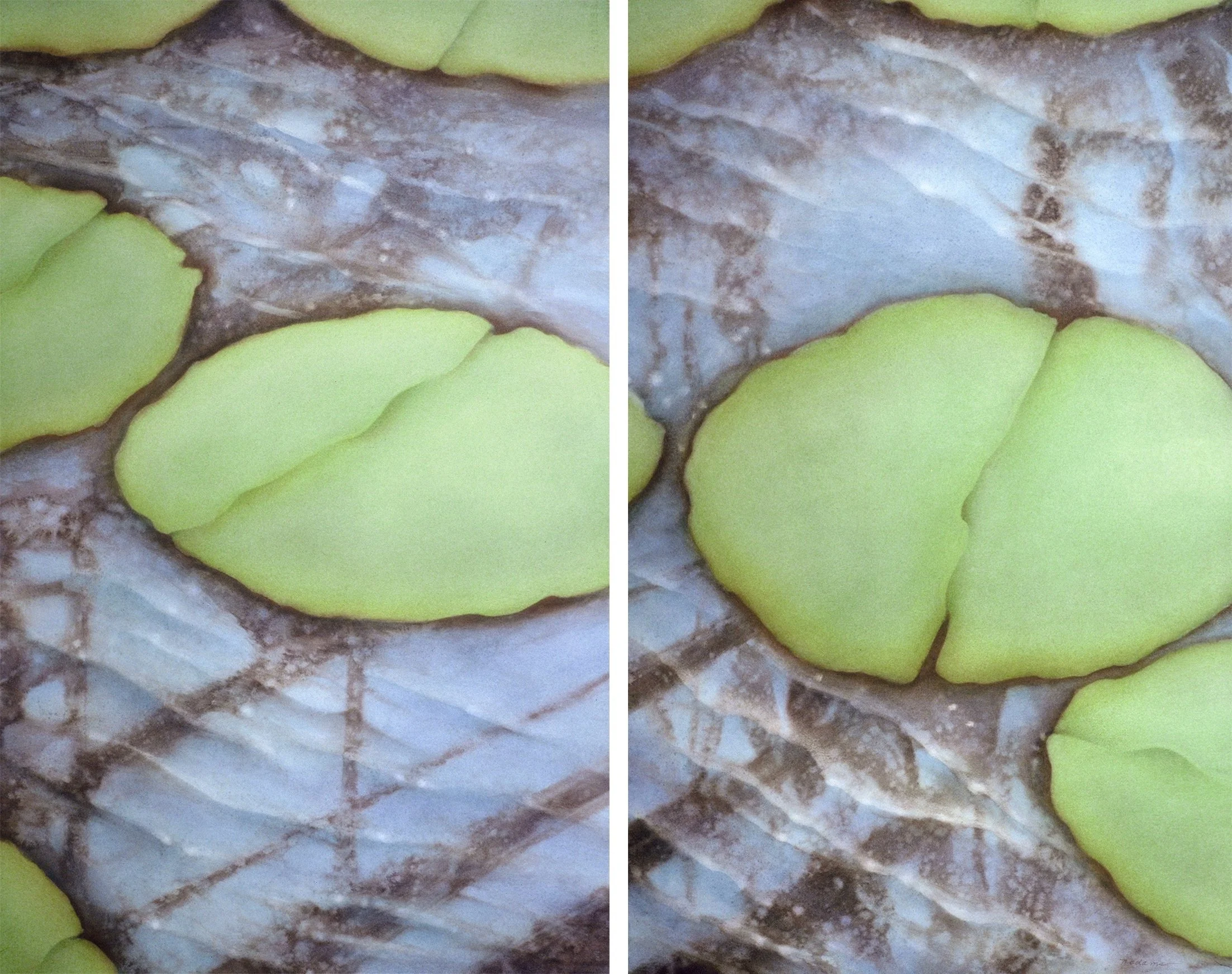 "Pond Series II", diptych, both halves, watercolor on d'Arches paper, total image 39x50-inches, 1984 (Collector)