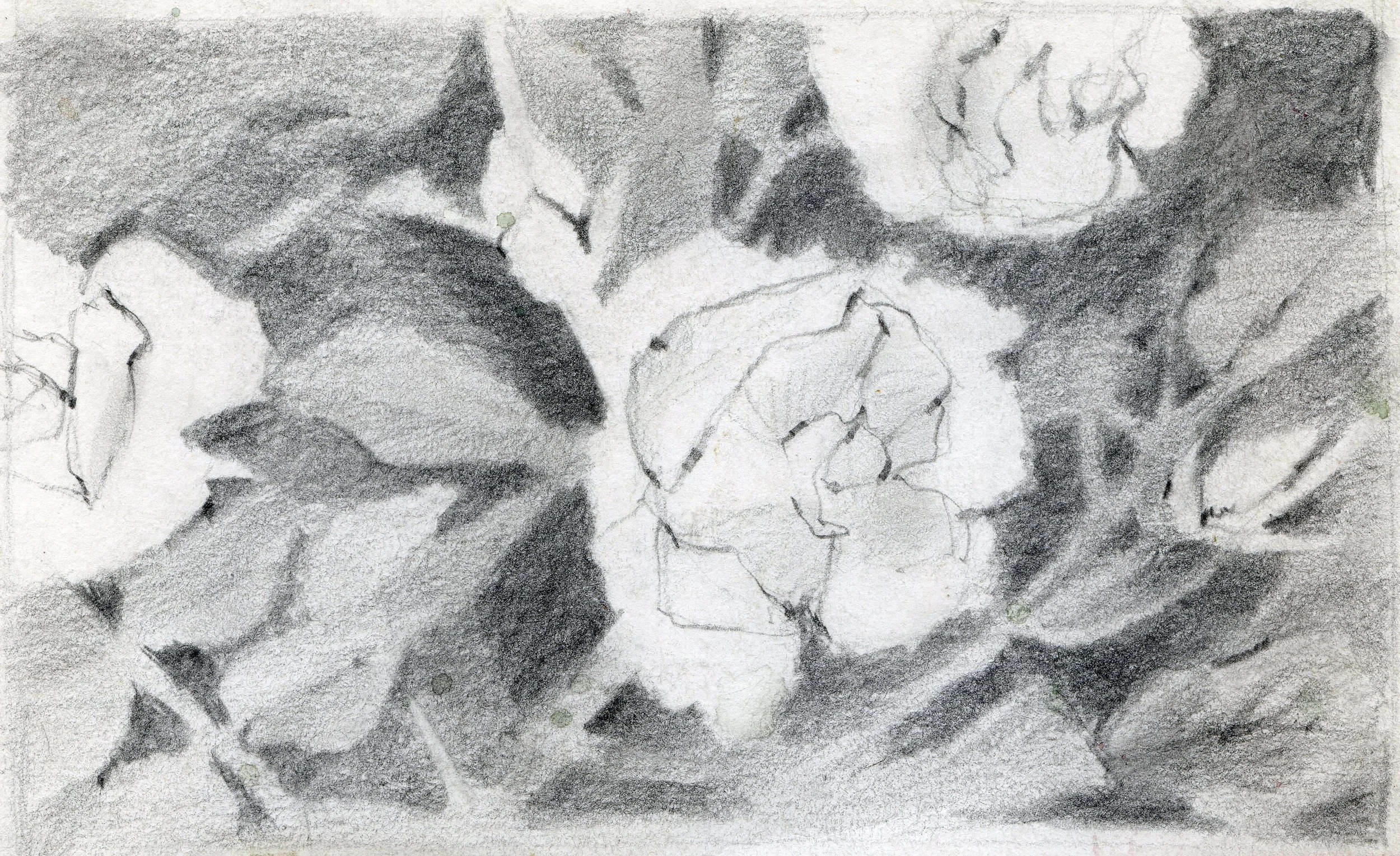 "Roses in Sunshine", sketch, pencil on paper, 8.5x11-inches, 1977