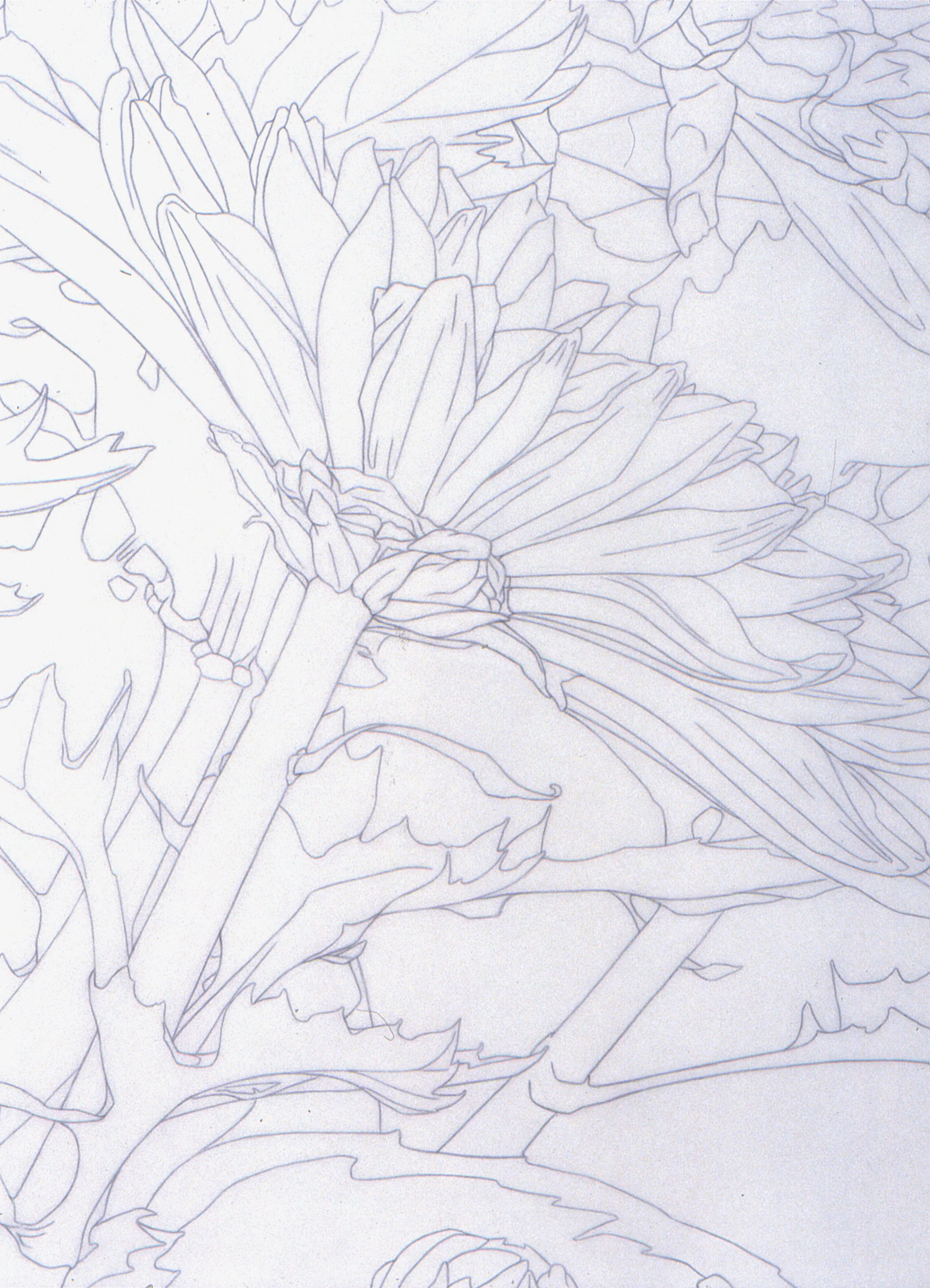 "Chrysanthemum Profile" drawing, pencil on tracing vellum, 27.5x21.25-inches (Studio)
