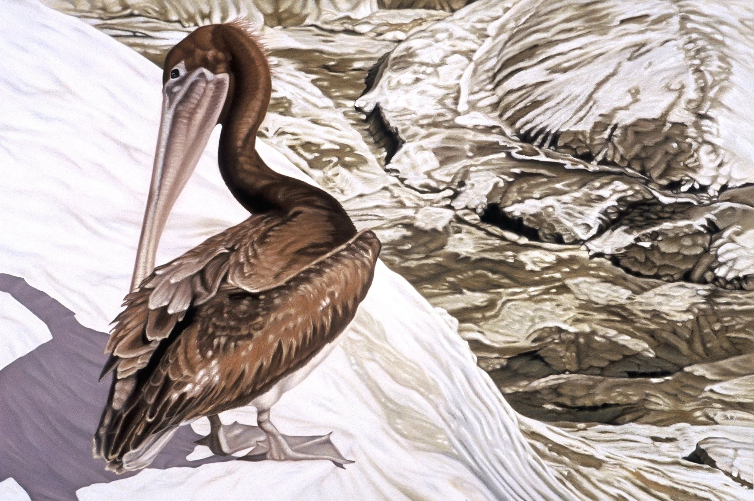 "Immature Pelican, Preening” (2 details)