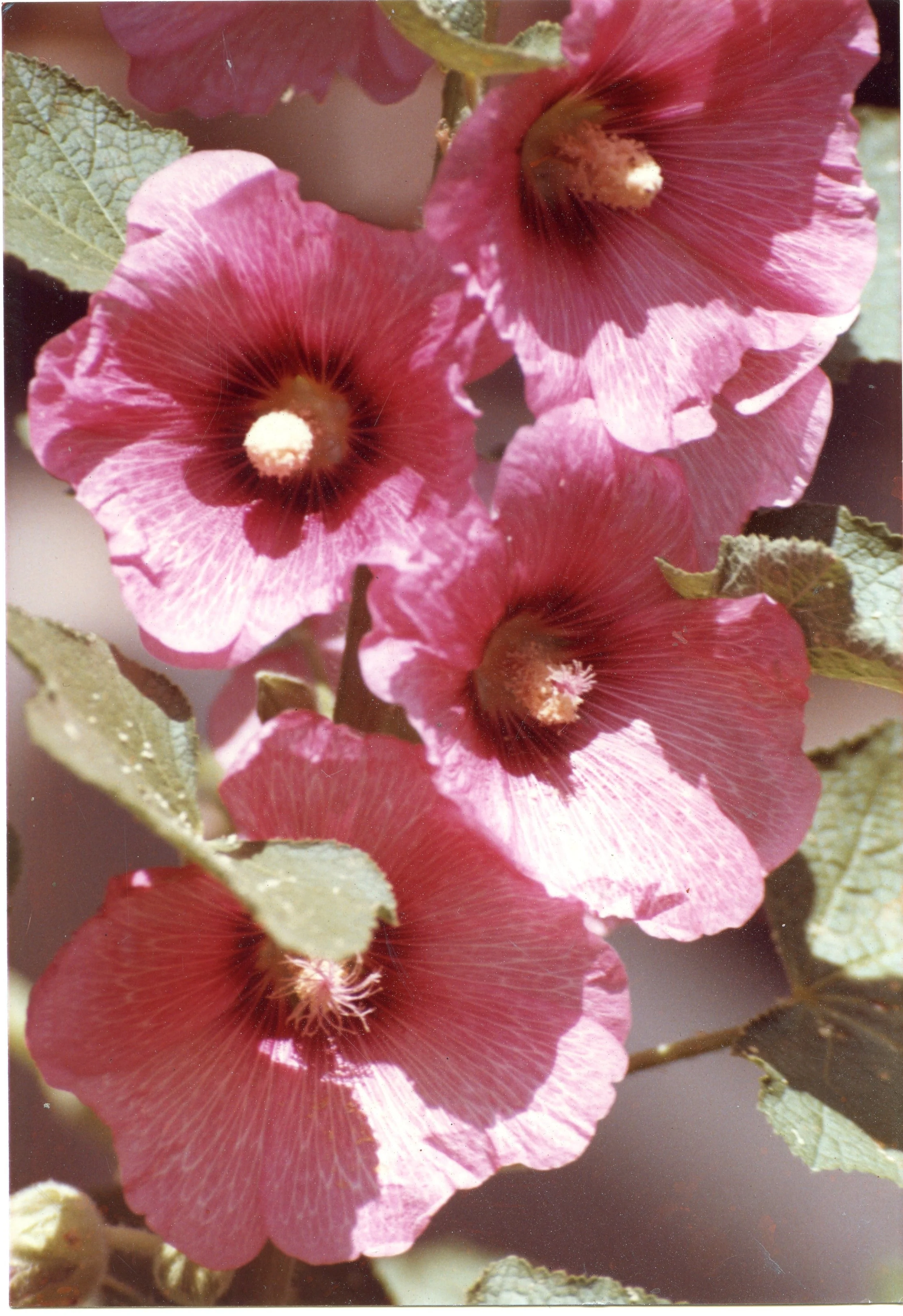 Photo Resource for "Hollyhocks" (6x4-inch print)