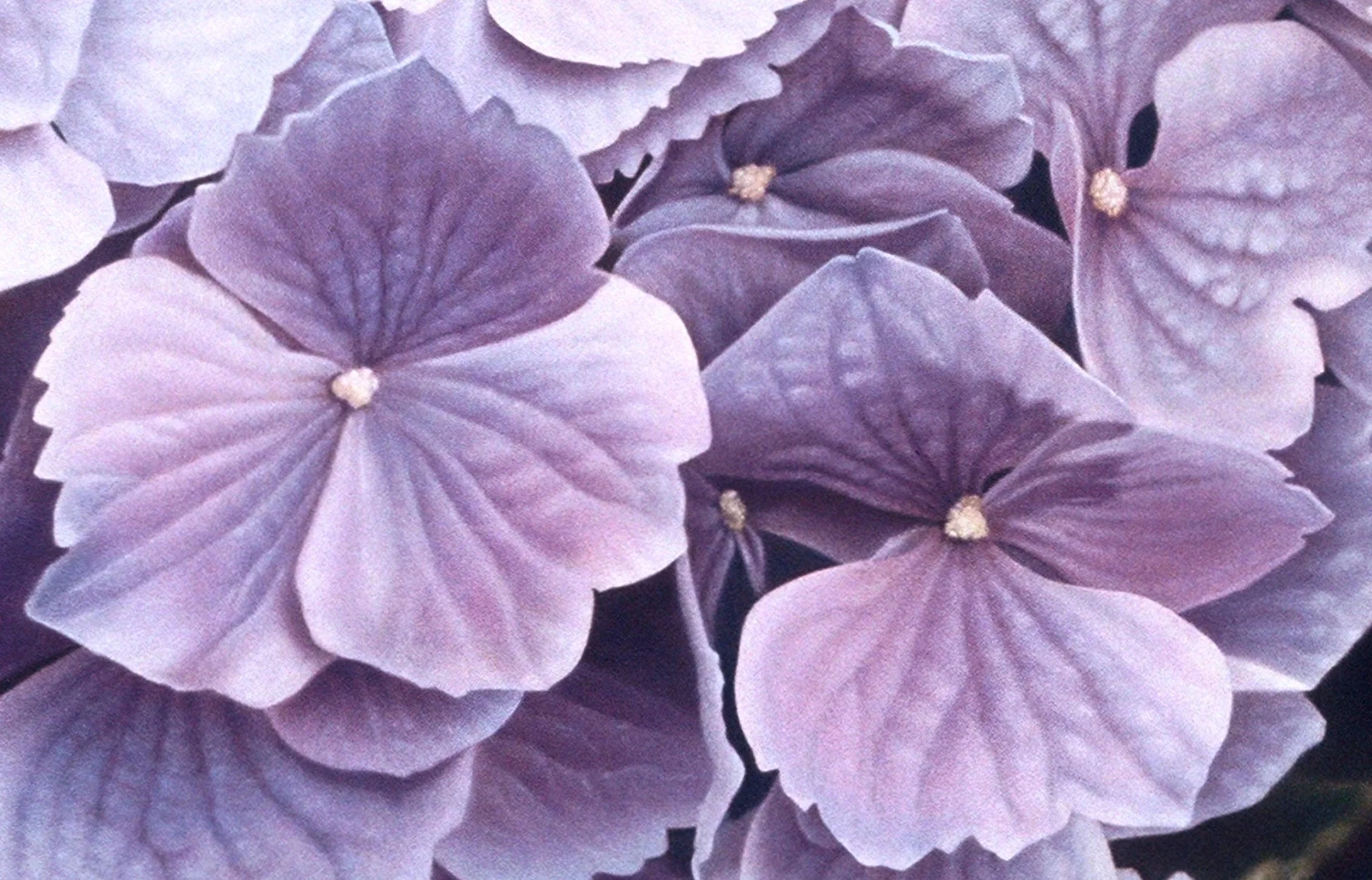 "Volunteer Park Hydrangeas", detail 3 (digital image/slide)