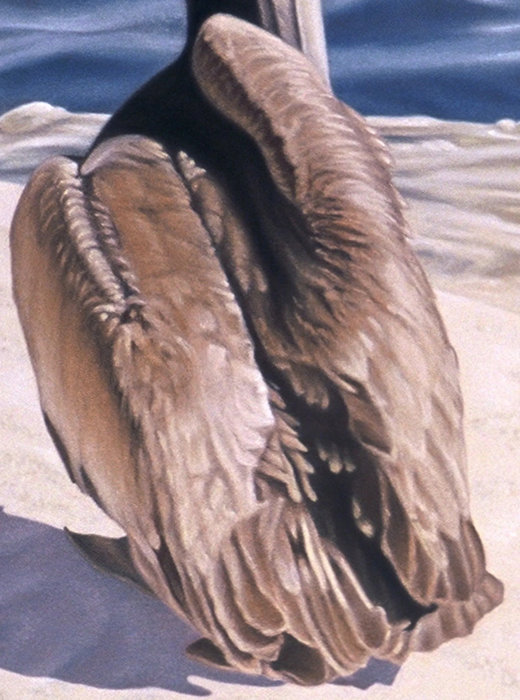 "Four Pelicans", detail 5 (digital image/slide)